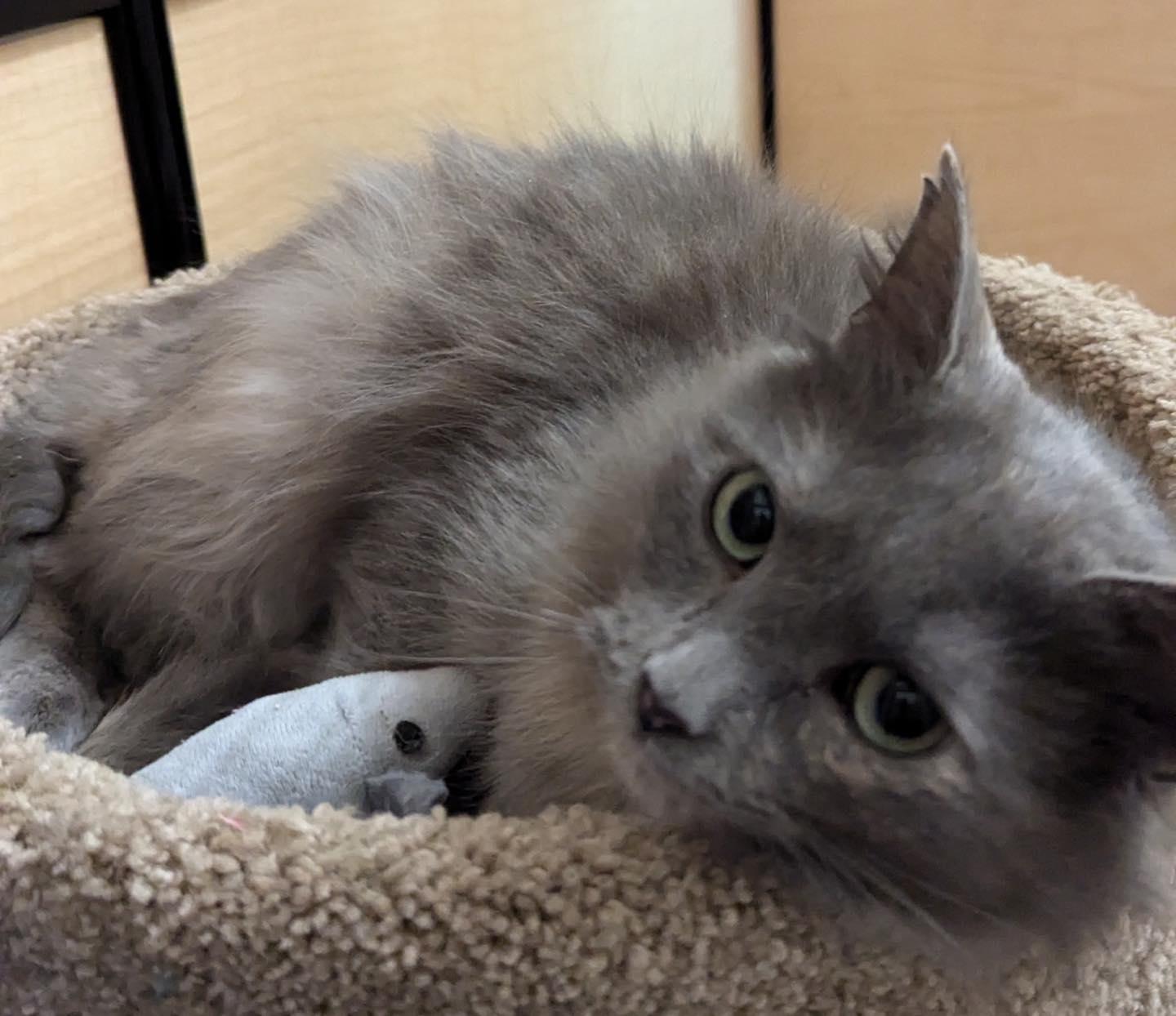 Enlarge Lady, a ADOPTABLE Dilute Tortoiseshell in Noblesville, IN image 1/5