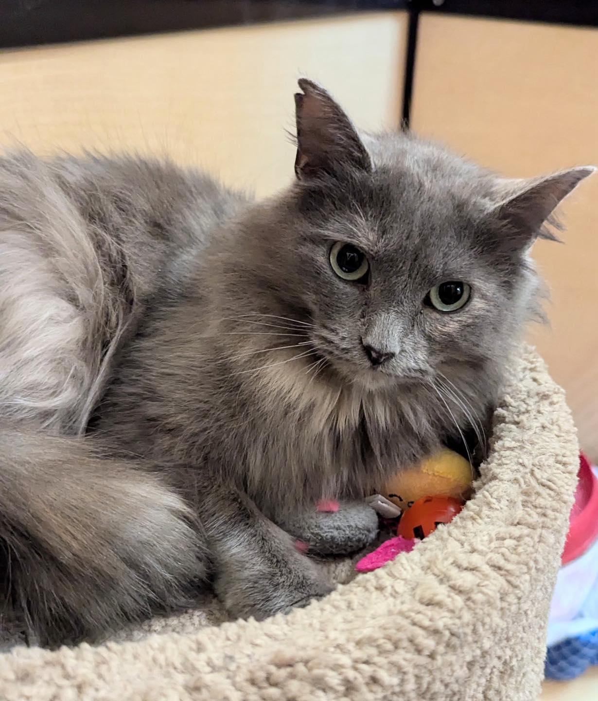 Enlarge Lady, a ADOPTABLE Dilute Tortoiseshell in Noblesville, IN image 4/5