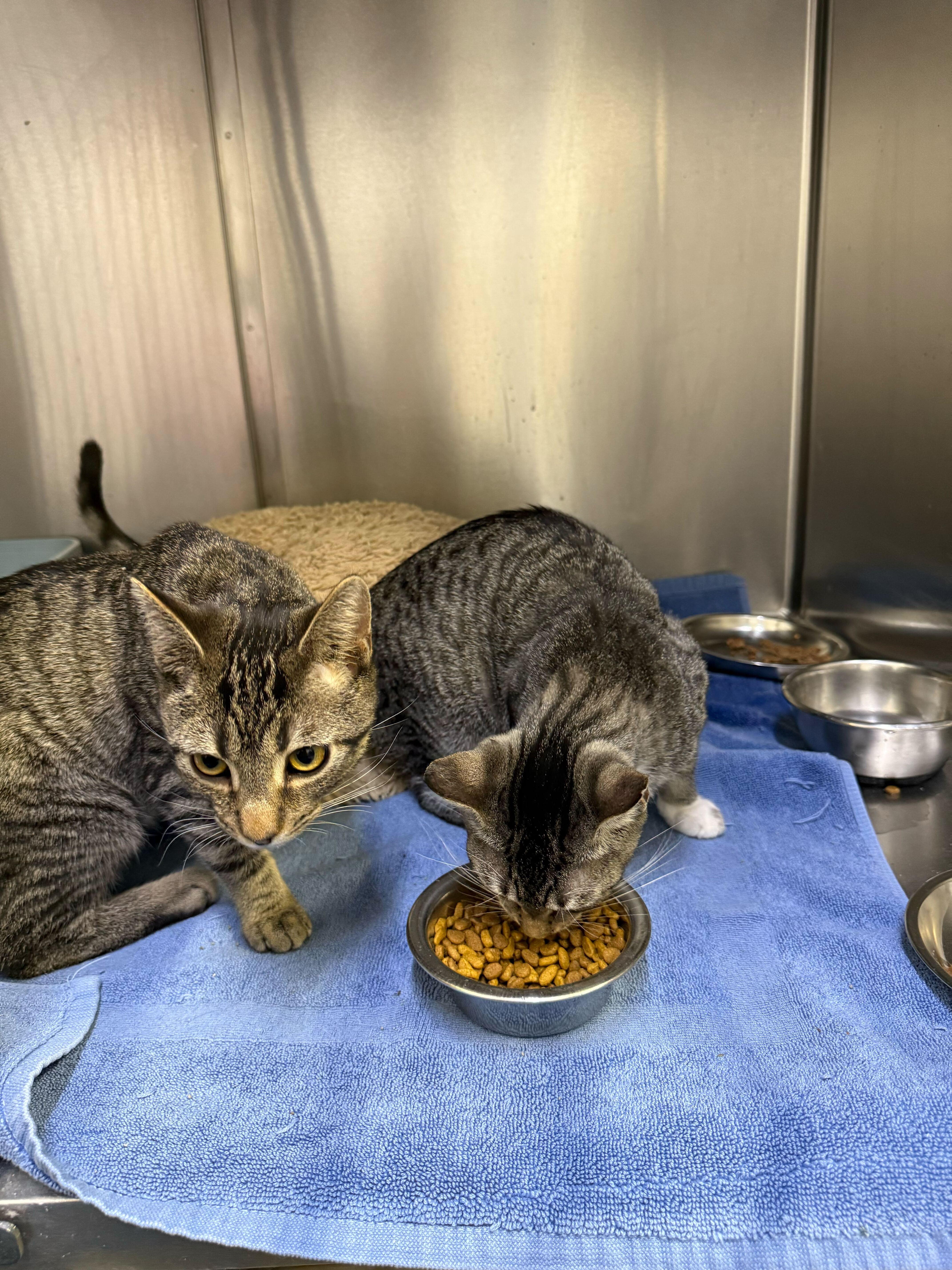 Enlarge Brighton and Marcus, an adopted Domestic Short Hair in Waltham, MA image 4/4