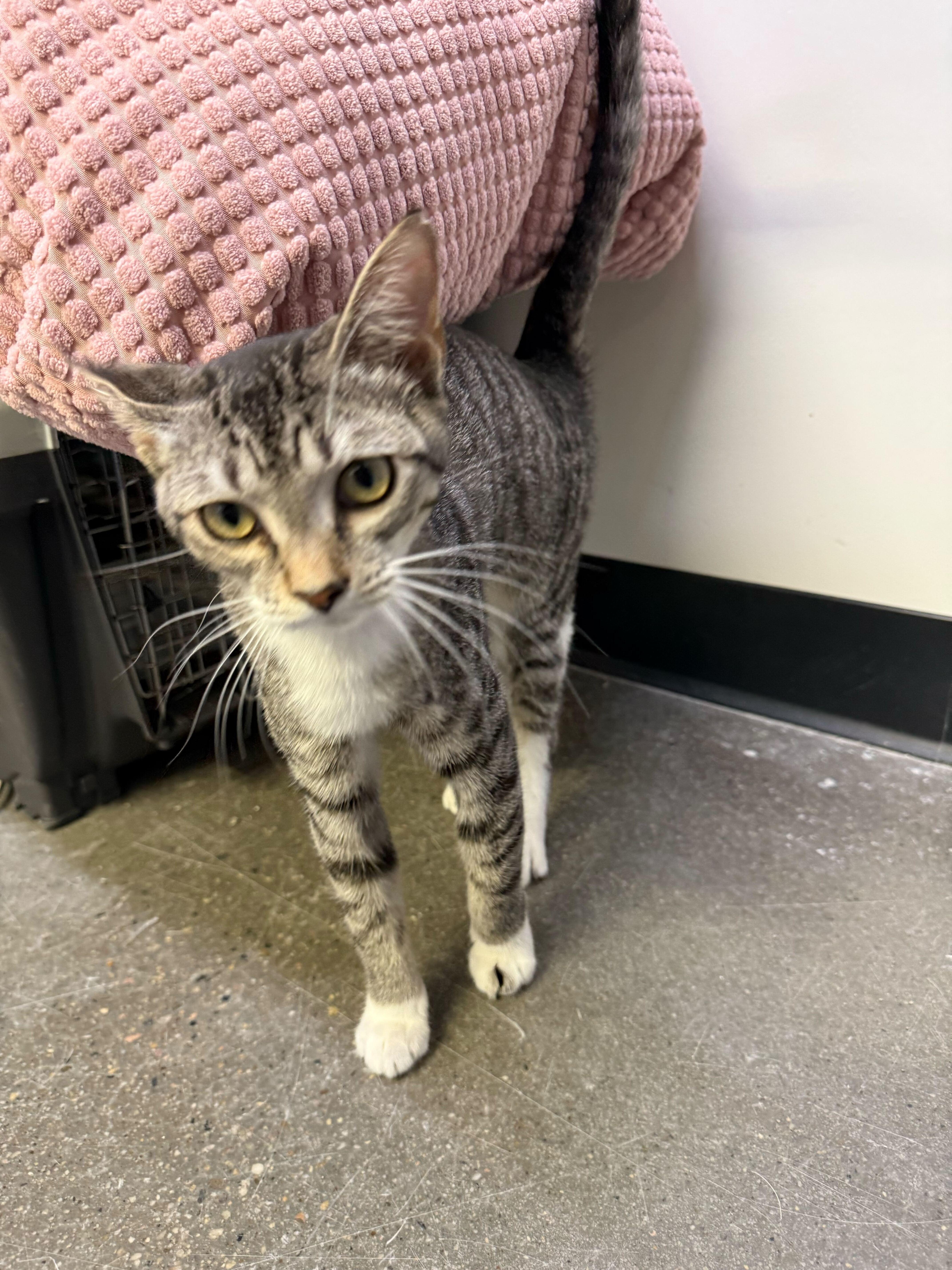 Enlarge Brighton and Marcus, an adopted Domestic Short Hair in Waltham, MA image 3/4