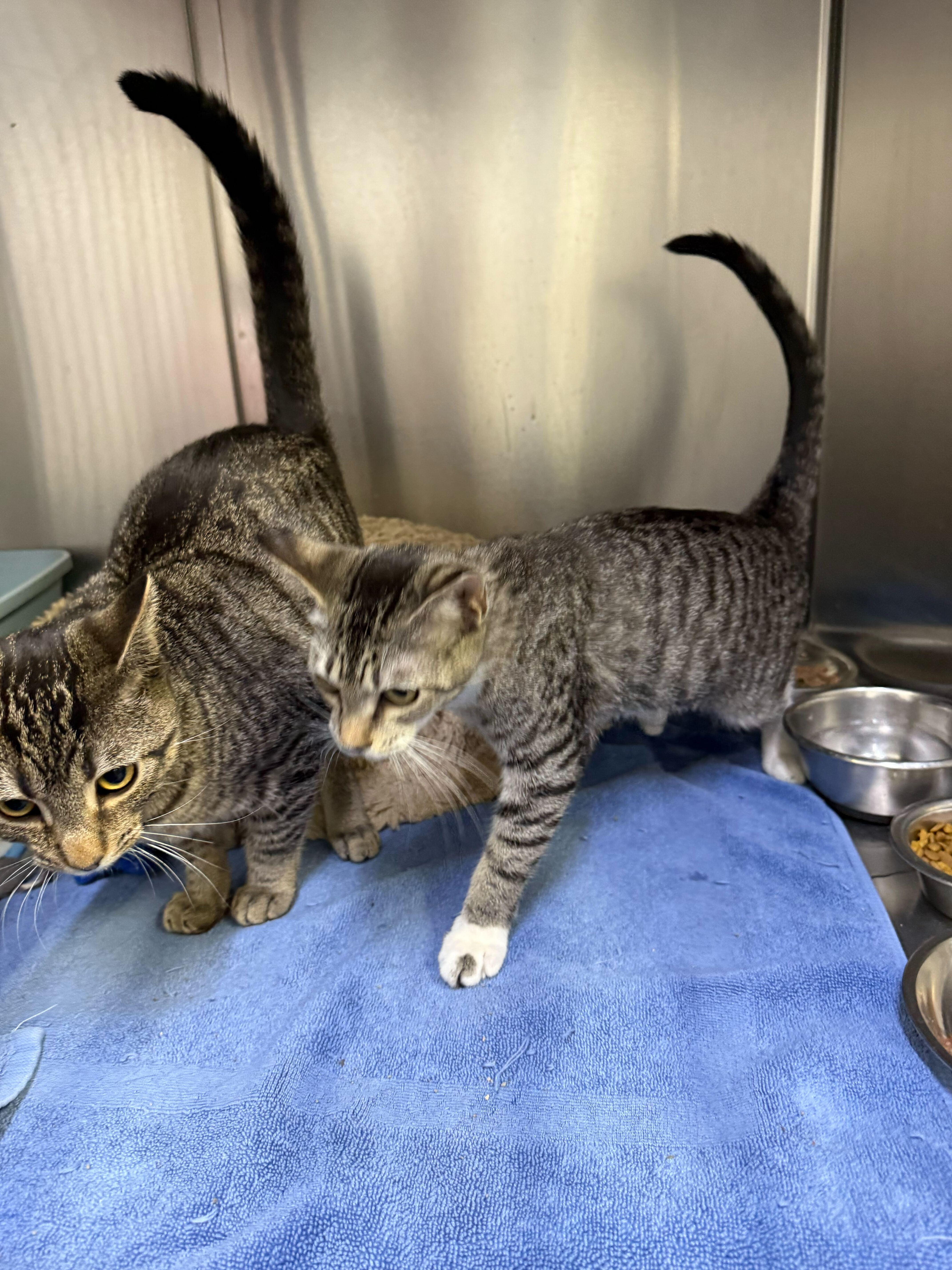 Enlarge Brighton and Marcus, an adopted Domestic Short Hair in Waltham, MA image 1/4