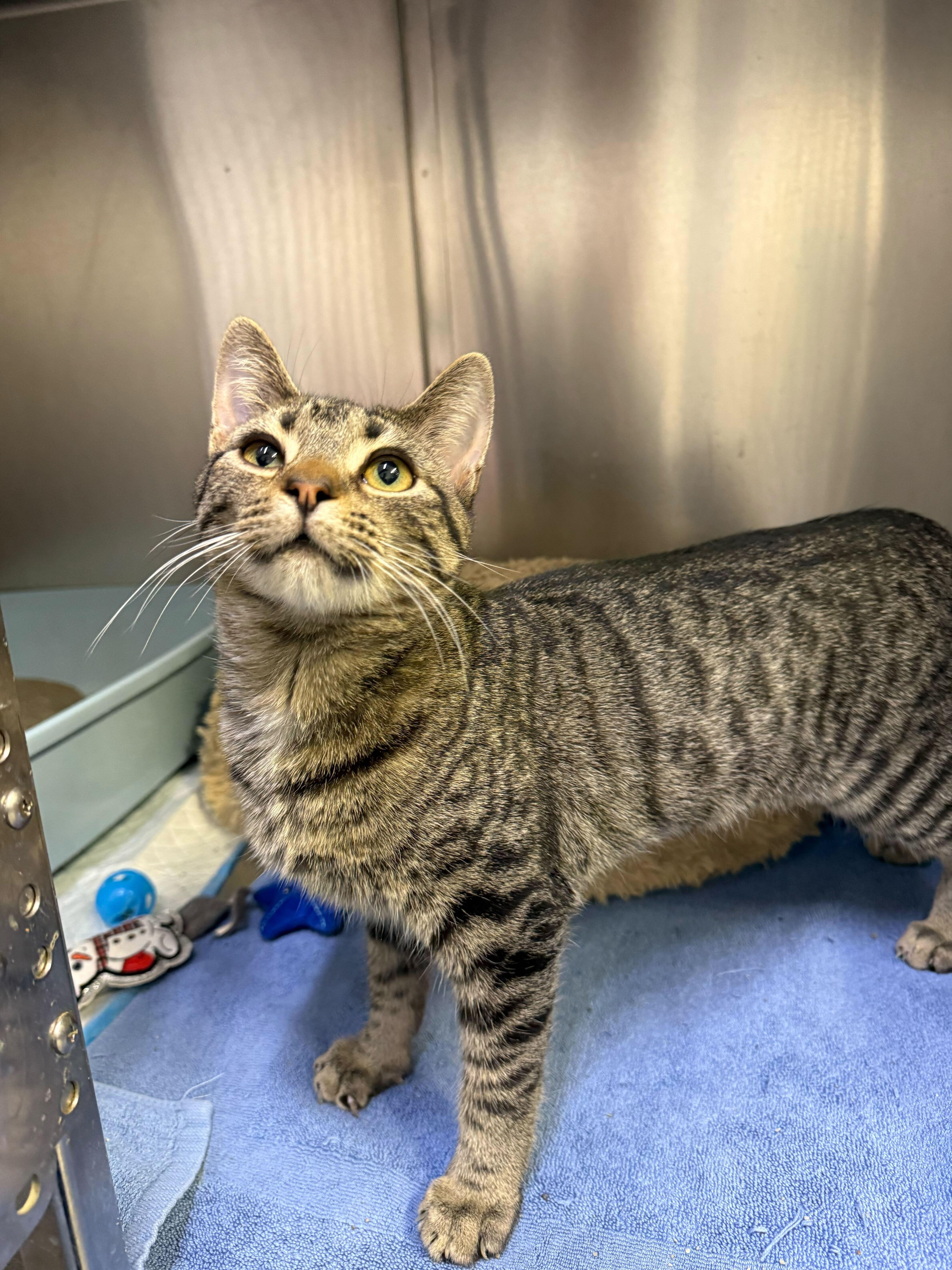 Enlarge Brighton and Marcus, an adopted Domestic Short Hair in Waltham, MA image 2/4