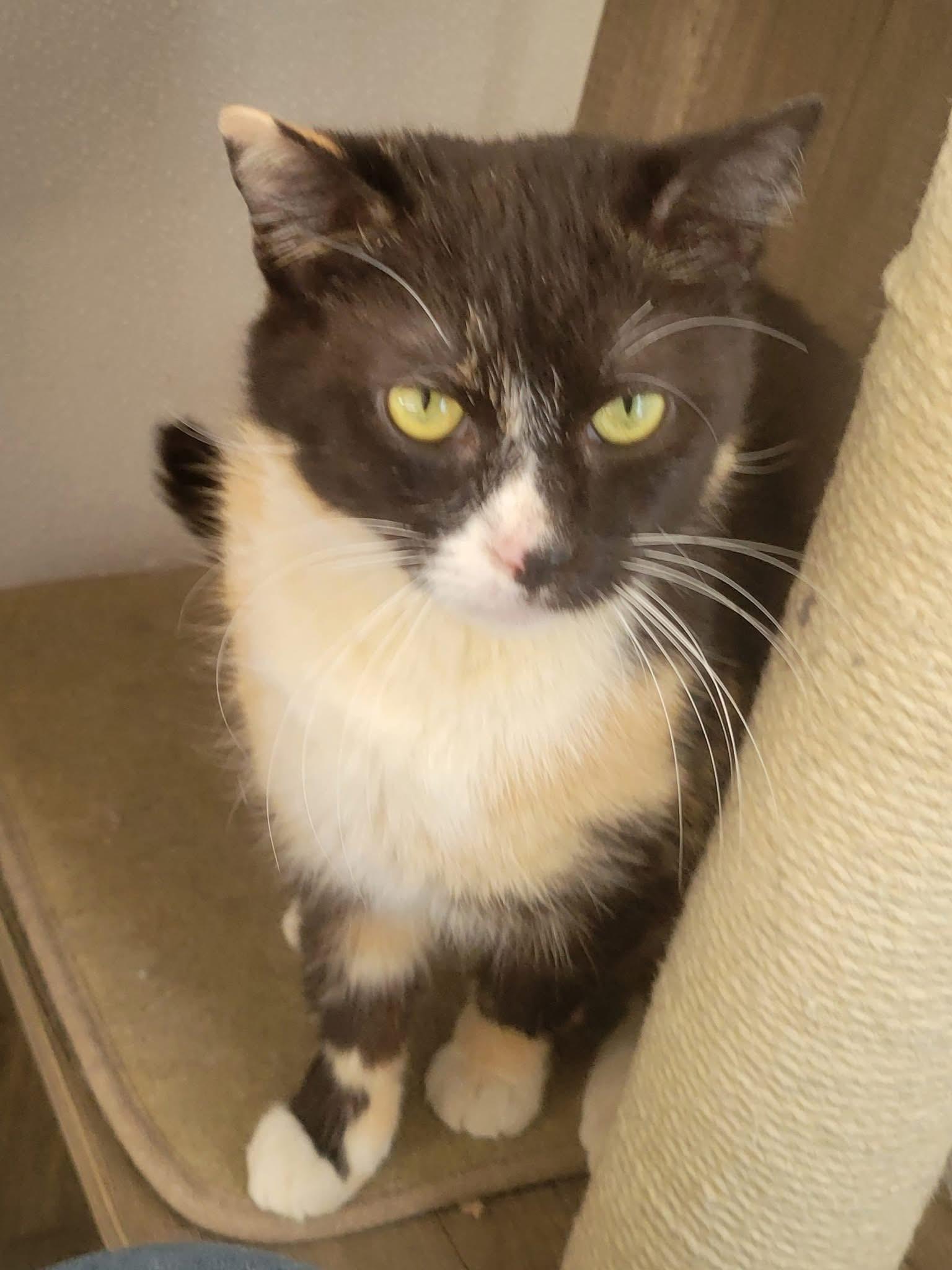 Enlarge Gumdrop, an adoptable Domestic Short Hair in West newton, PA image 2/4