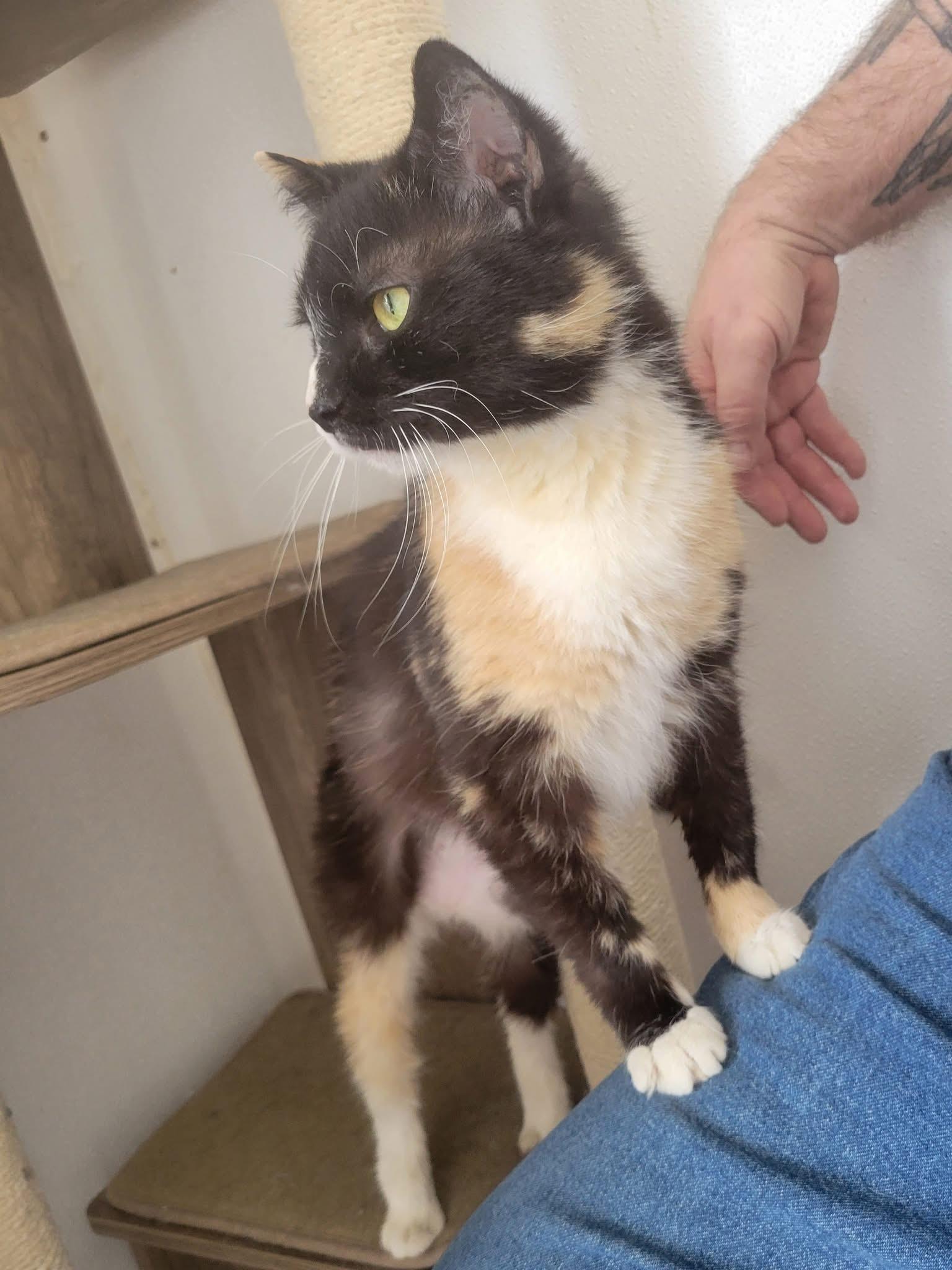 Enlarge Gumdrop, an adoptable Domestic Short Hair in West newton, PA image 3/4