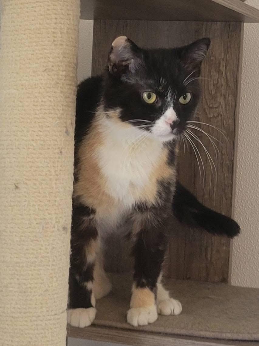 Enlarge Gumdrop, an adoptable Domestic Short Hair in West newton, PA image 4/4