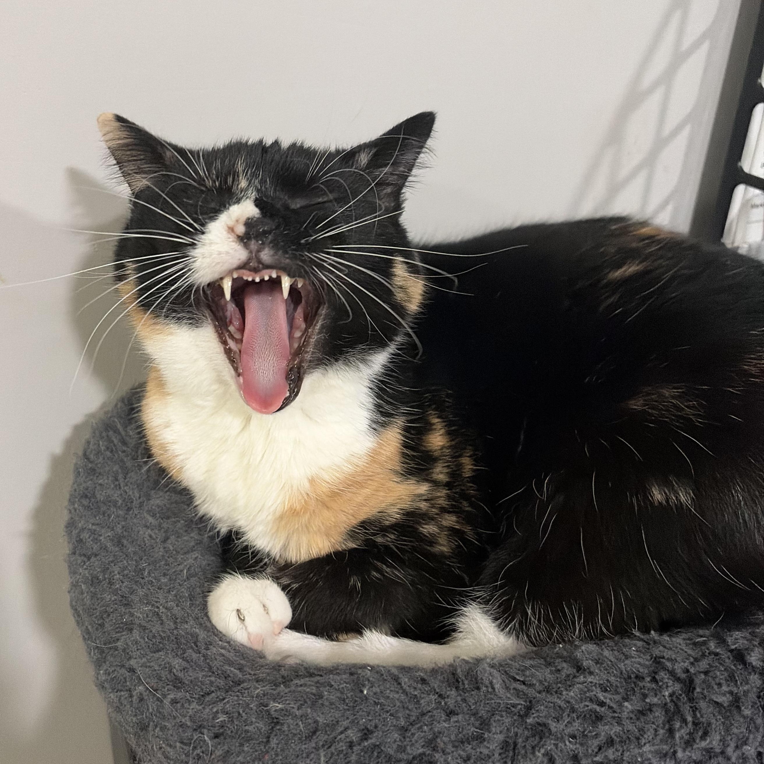 Enlarge Gumdrop, an adoptable Domestic Short Hair in West newton, PA image 6/6