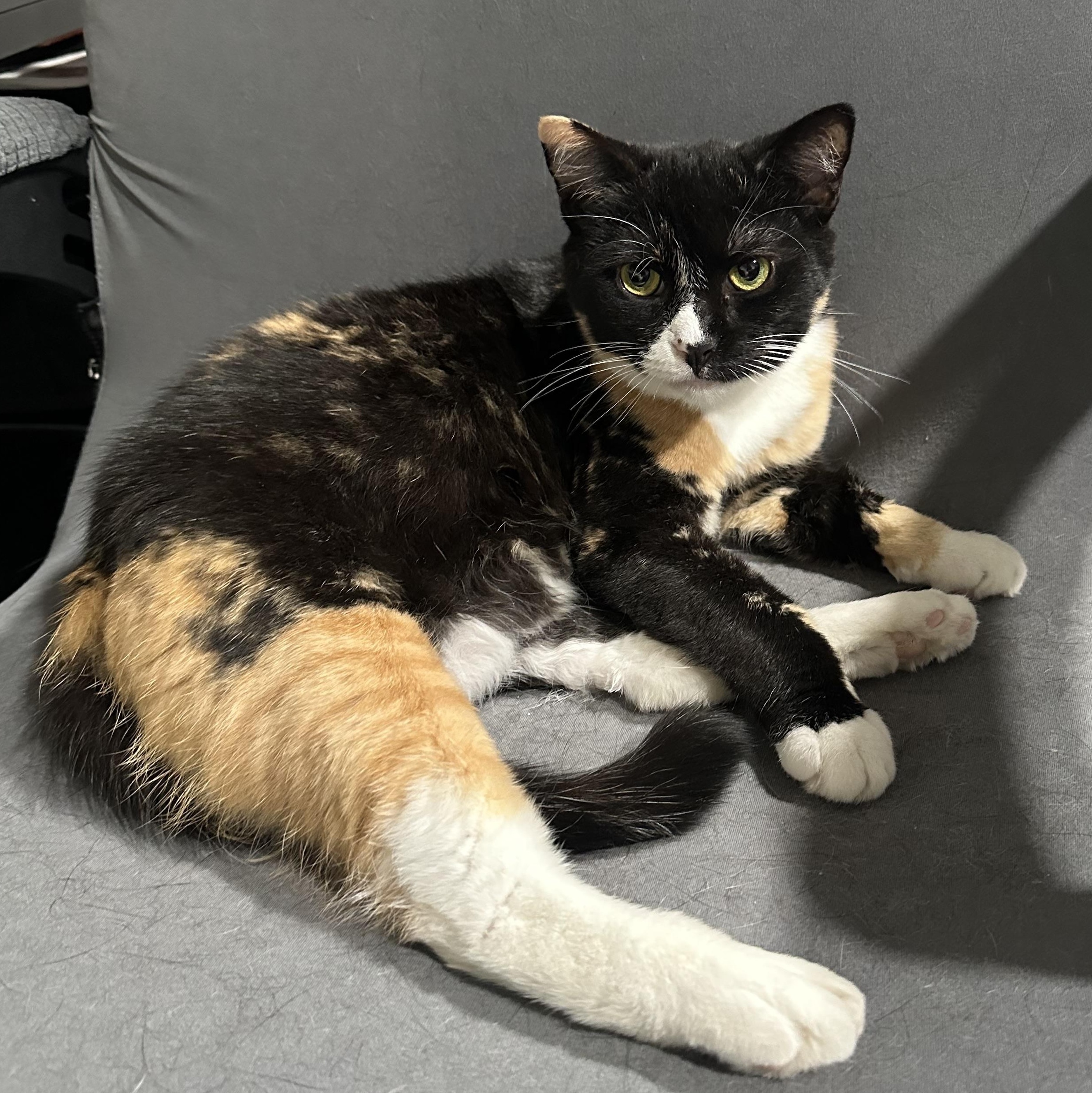 Gumdrop, adoptable, Adult Female Domestic Short Hair.