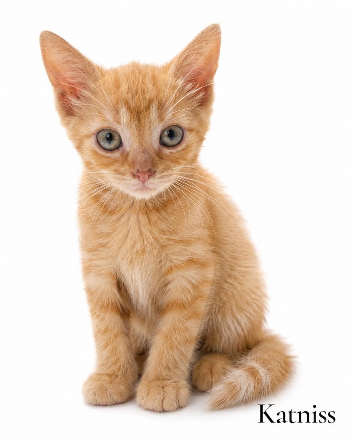 Katniss, ADOPTABLE, Kitten Female Domestic Short Hair.