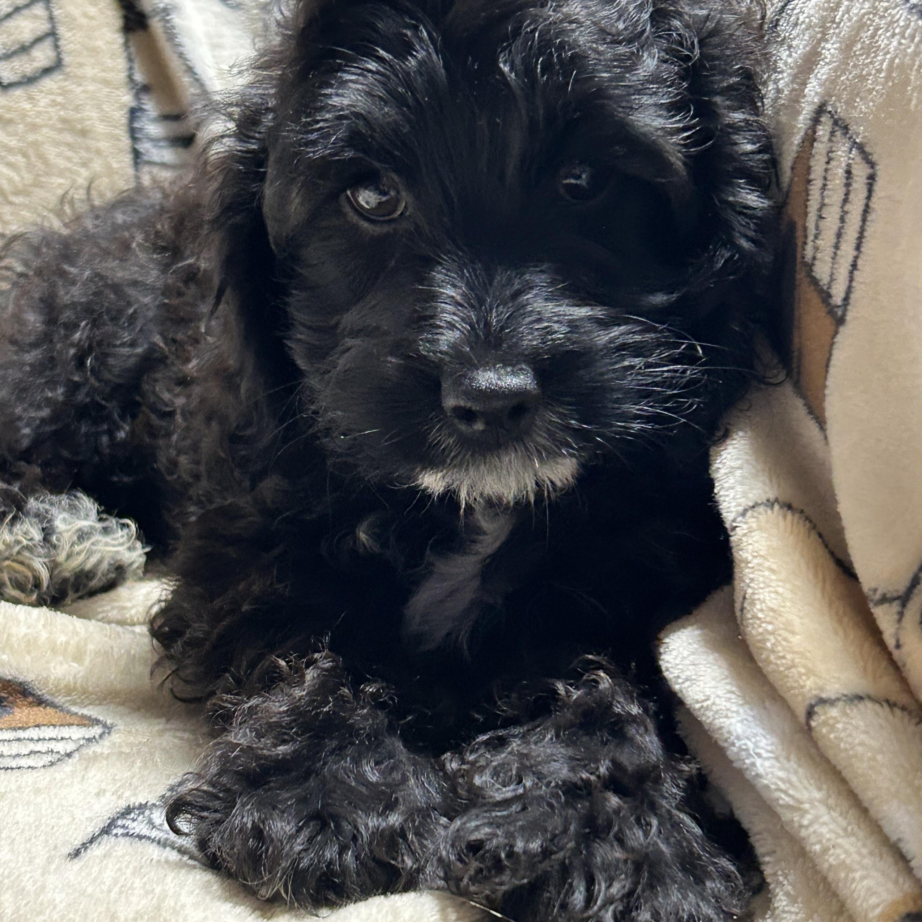 Gena black white 7.8 lbs, Adoptable, Puppy Female Cockapoo.
