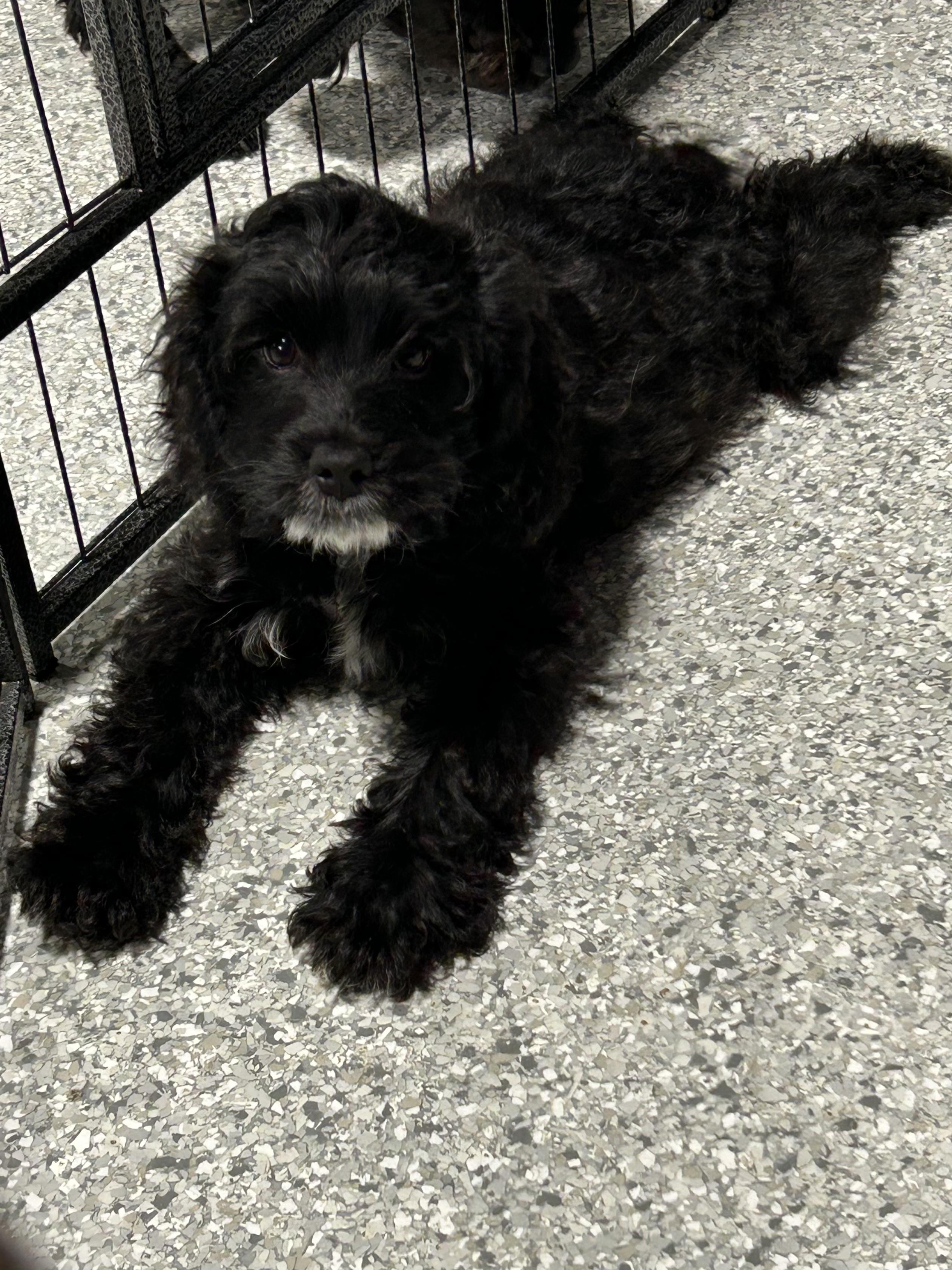 Enlarge Gena black white 7.8 lbs, a Adoptable Cockapoo in Antwerp, OH image 4/6