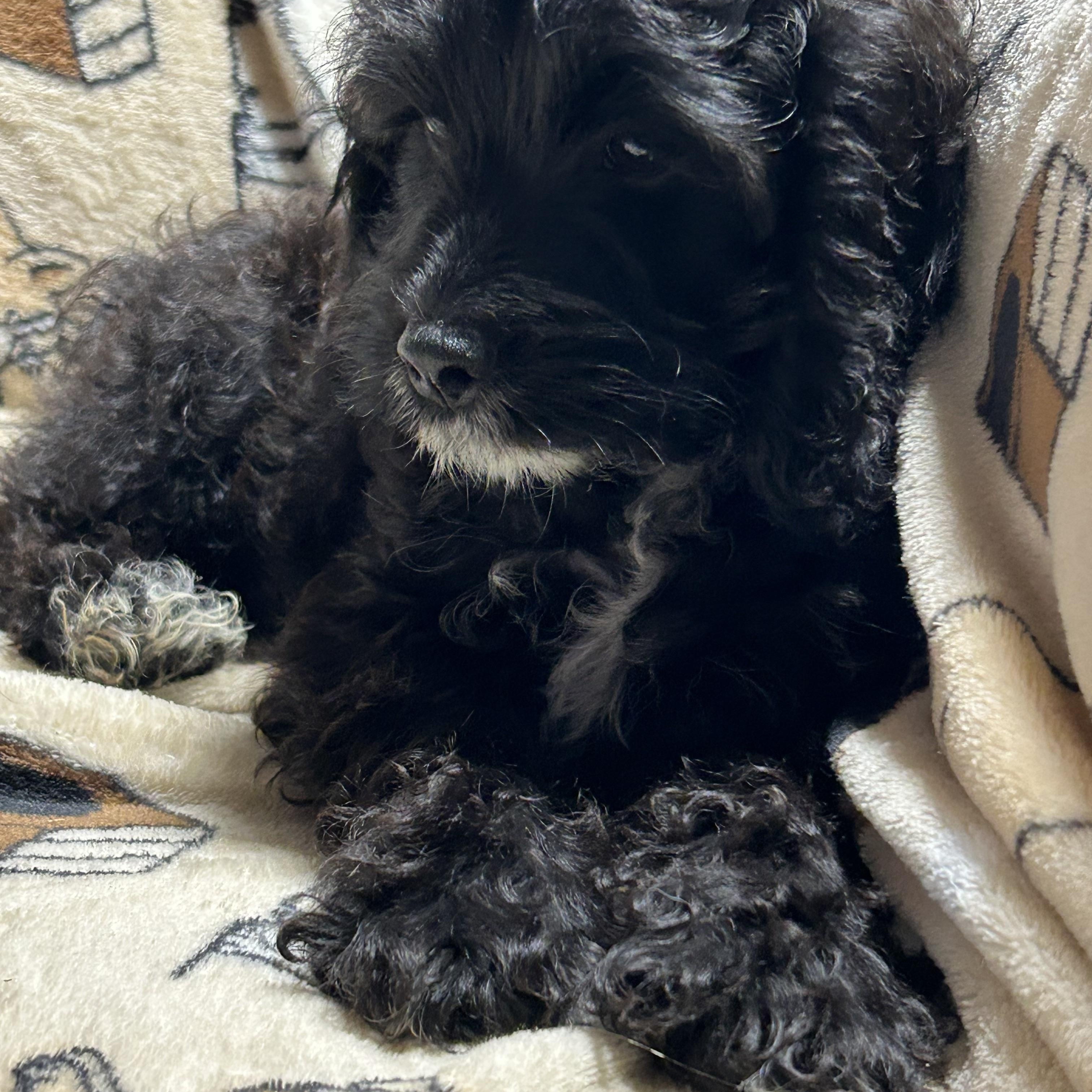 Enlarge Gena black white 7.8 lbs, a Adoptable Cockapoo in Antwerp, OH image 2/6