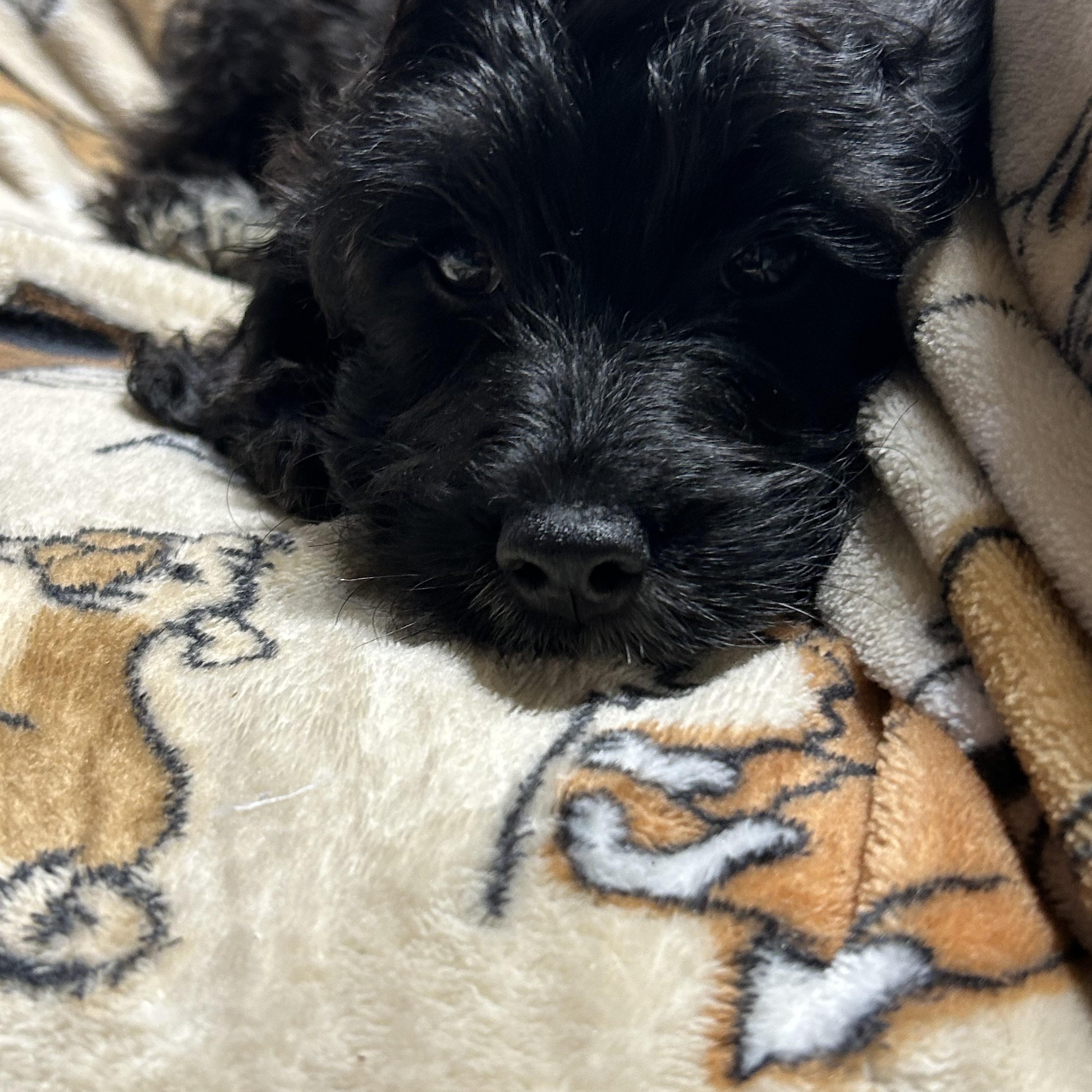 Enlarge Gena black white 7.8 lbs, a Adoptable Cockapoo in Antwerp, OH image 3/6