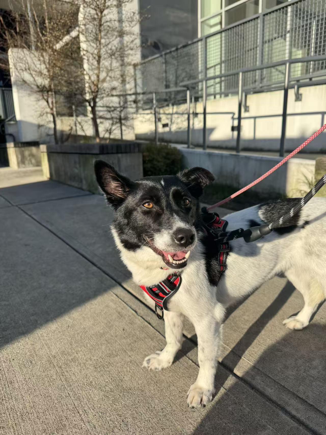 Enlarge Dodo, a ADOPTABLE Mixed Breed in Richmond, BC image 4/5