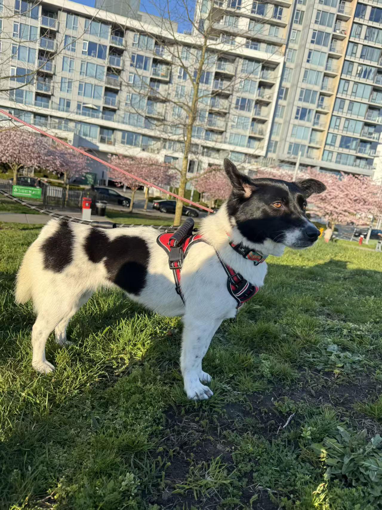 Dodo, ADOPTABLE, Young Female Mixed Breed.