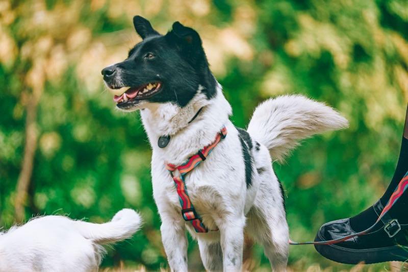 Enlarge Dodo, a ADOPTABLE Mixed Breed in Richmond, BC image 5/5