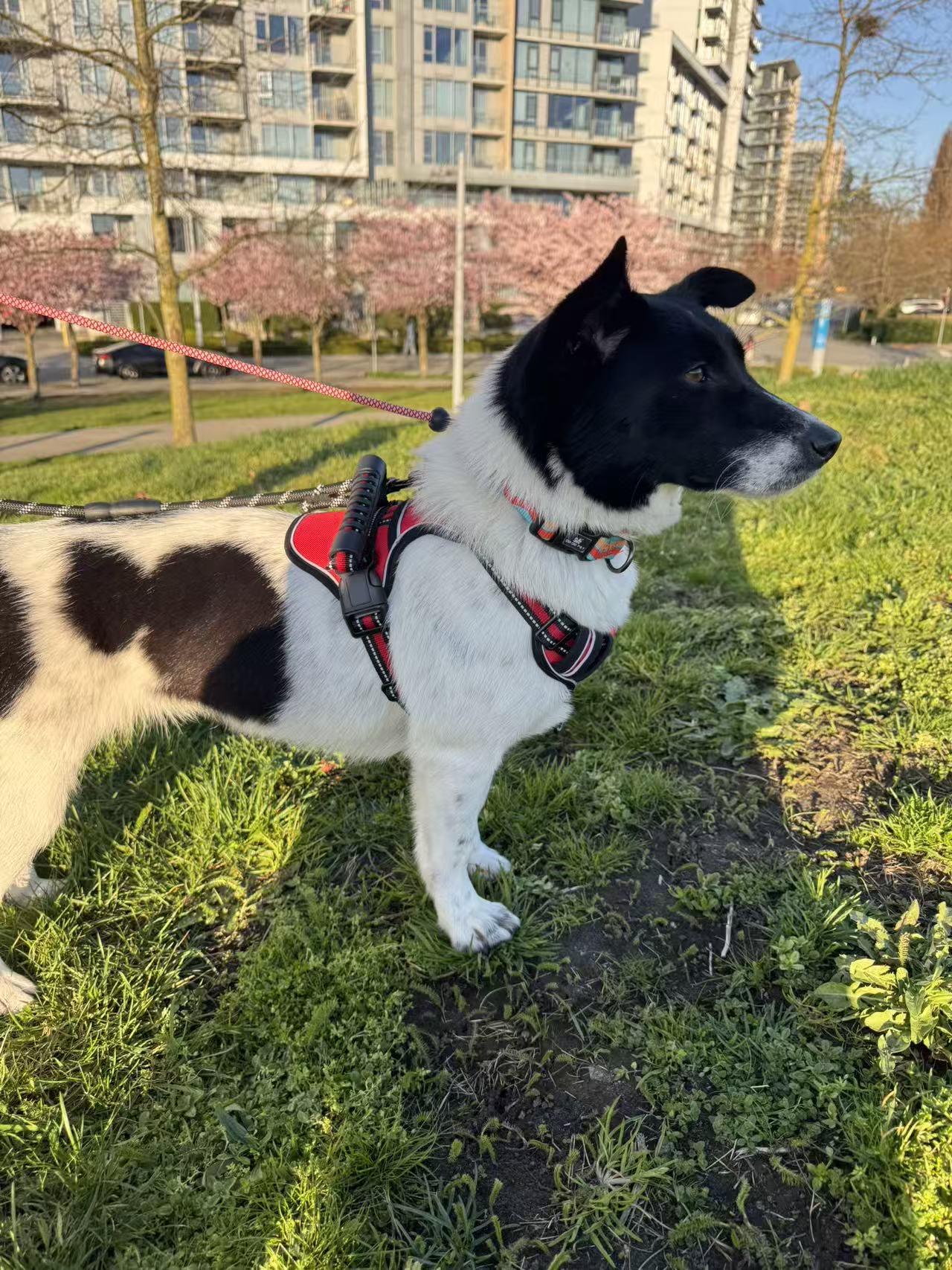 Enlarge Dodo, a ADOPTABLE Mixed Breed in Richmond, BC image 3/5