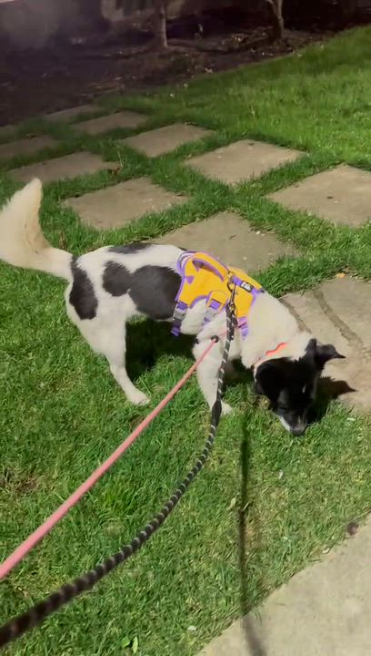 Enlarge Dodo, a ADOPTABLE Mixed Breed in Richmond, BC video 1/5