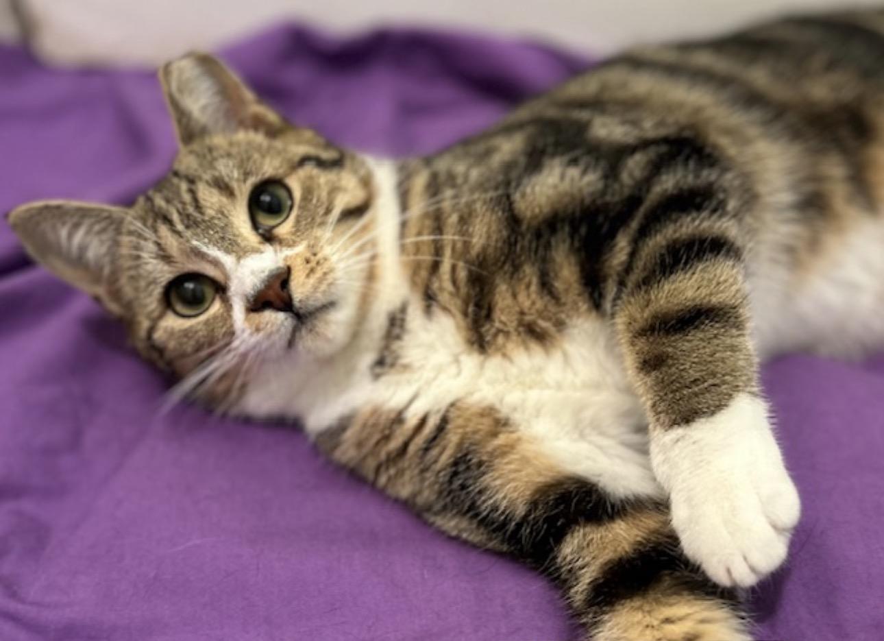 Chloe the cuddler , an adopted Domestic Short Hair in Port Orange, FL image 1/5