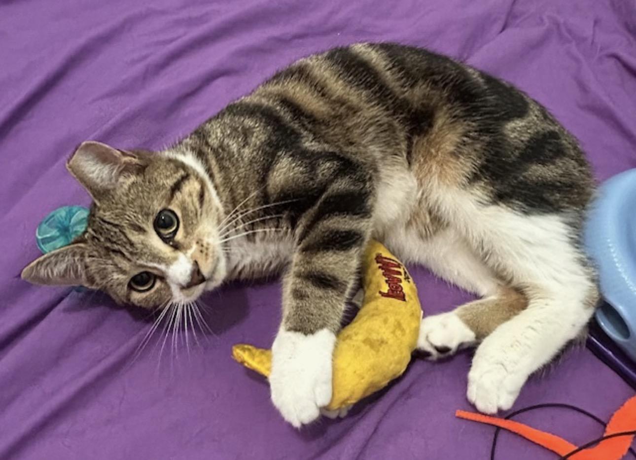 Chloe the cuddler , an adopted Domestic Short Hair in Port Orange, FL image 5/5