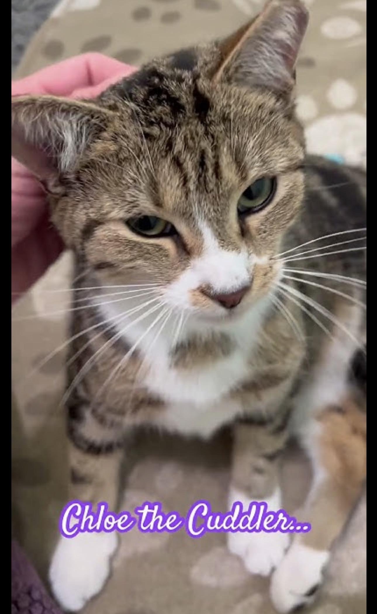 Chloe the cuddler , an adopted Domestic Short Hair in Port Orange, FL image 2/5