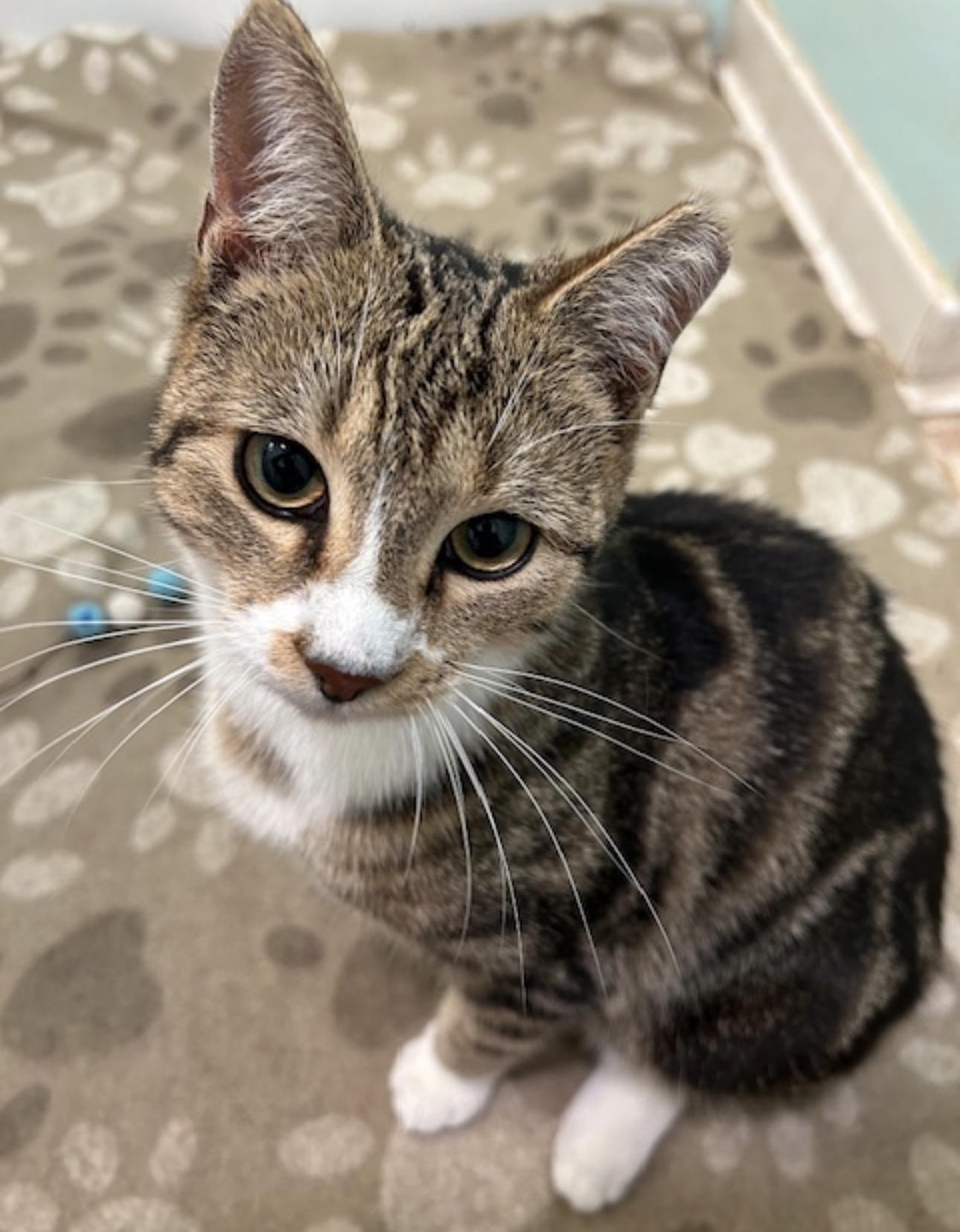 Chloe the cuddler , an adopted Domestic Short Hair in Port Orange, FL image 4/5