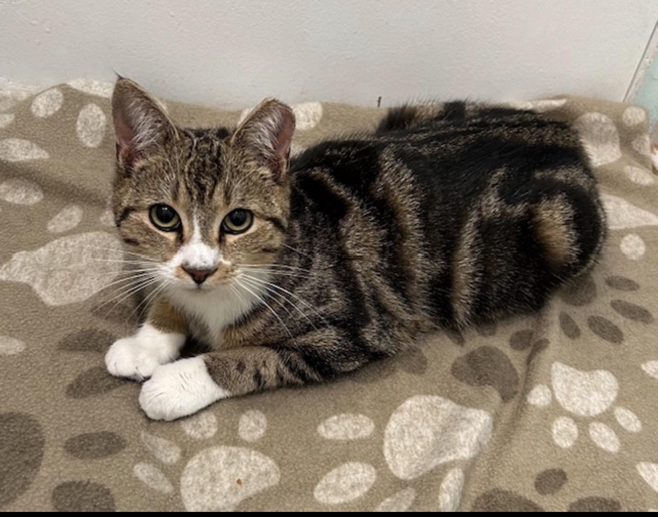 Chloe the cuddler , an adopted Domestic Short Hair in Port Orange, FL image 3/5