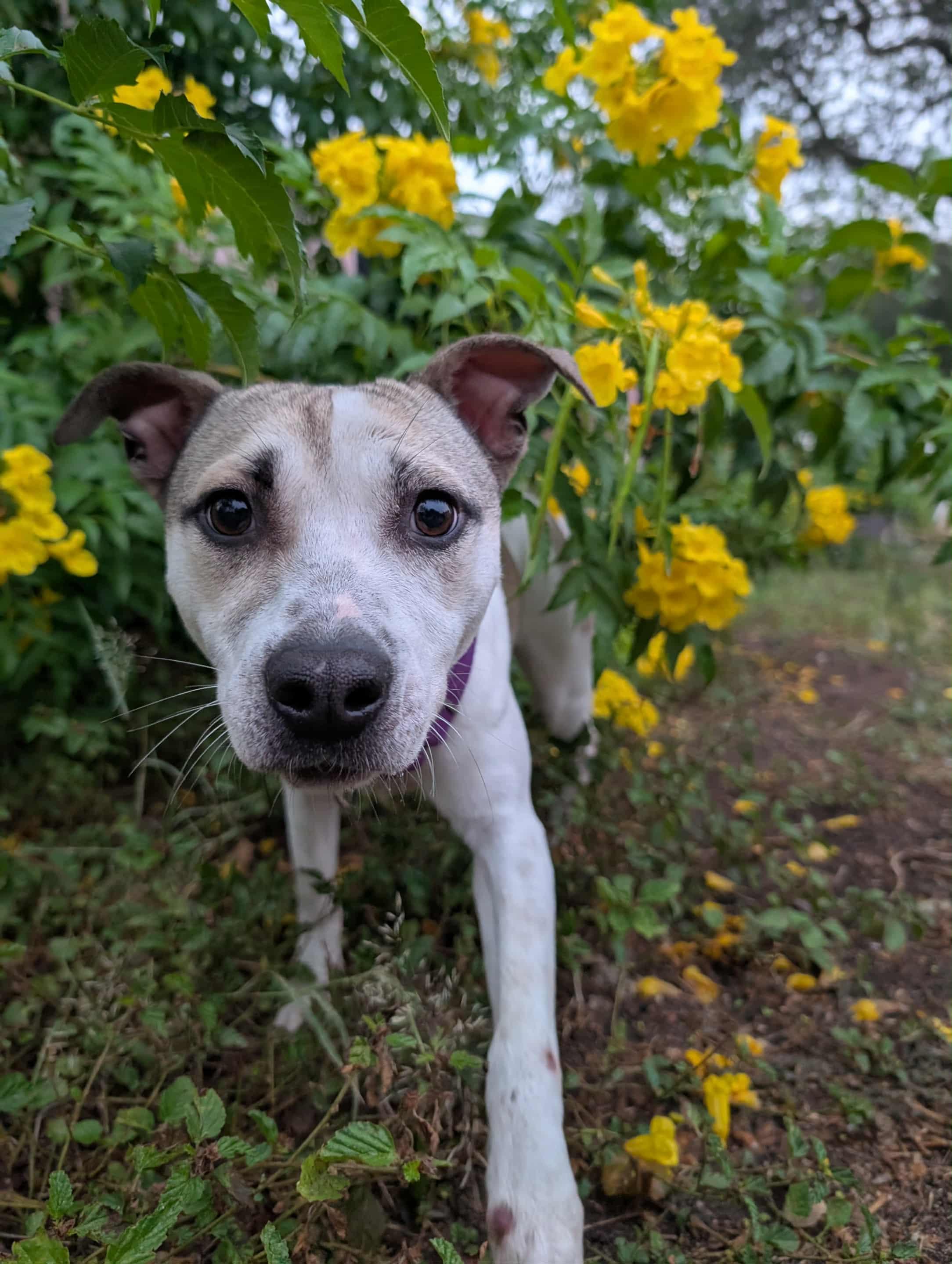 Enlarge Mocha, a Adoptable mixed breed in Baltimore, MD image 1/5