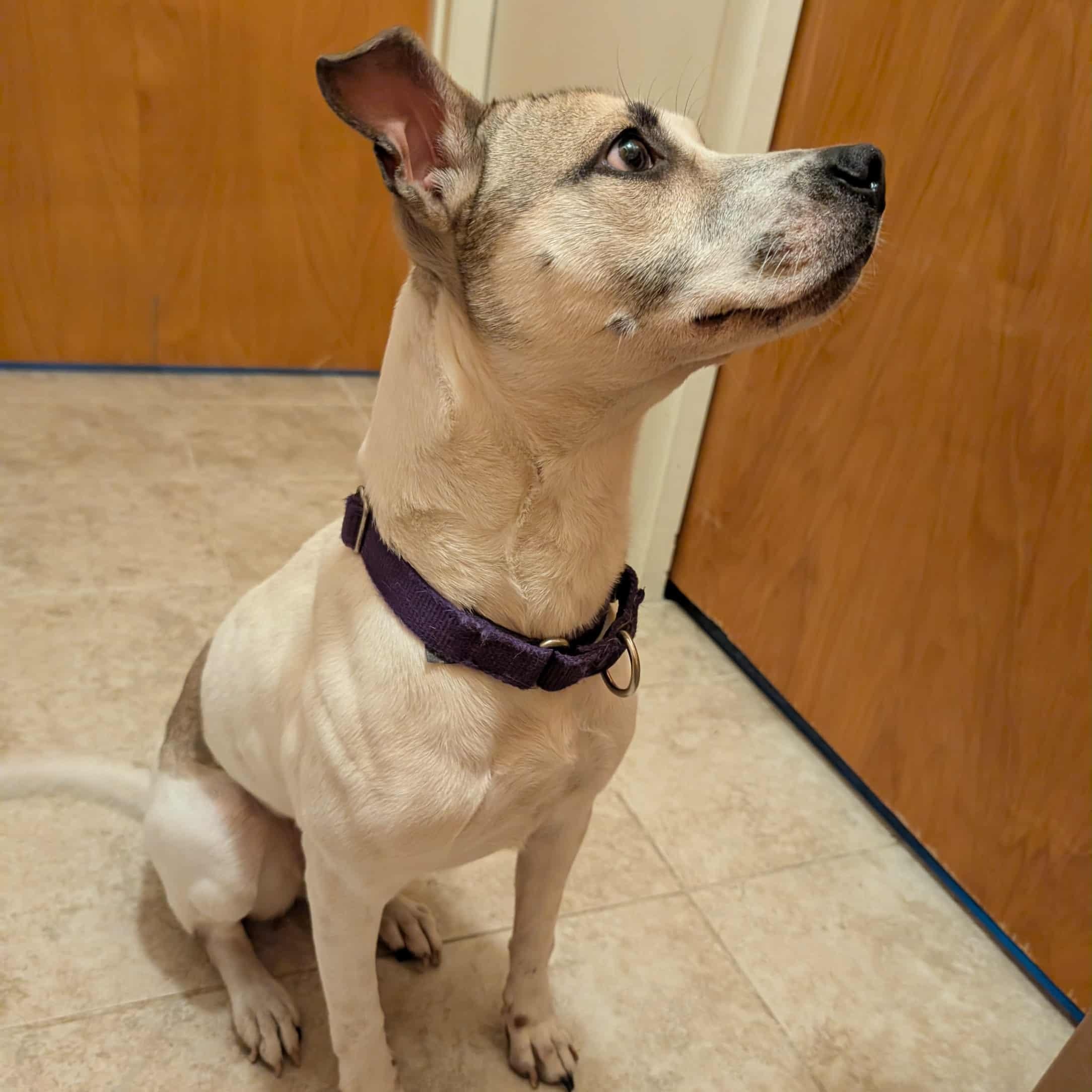 Enlarge Mocha, a Adoptable mixed breed in Baltimore, MD image 2/5