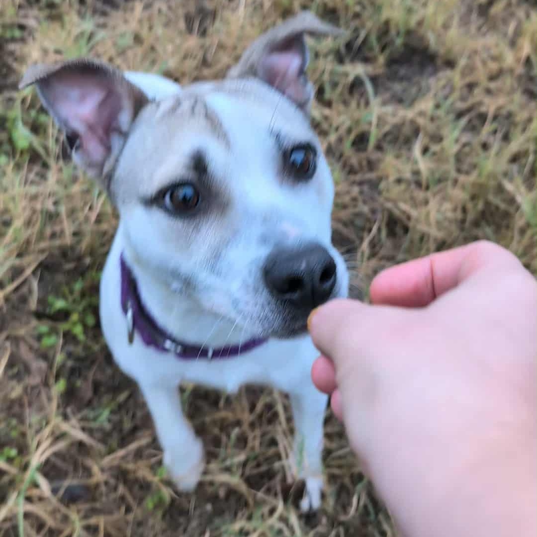 Enlarge Mocha, a Adoptable mixed breed in Baltimore, MD image 4/5