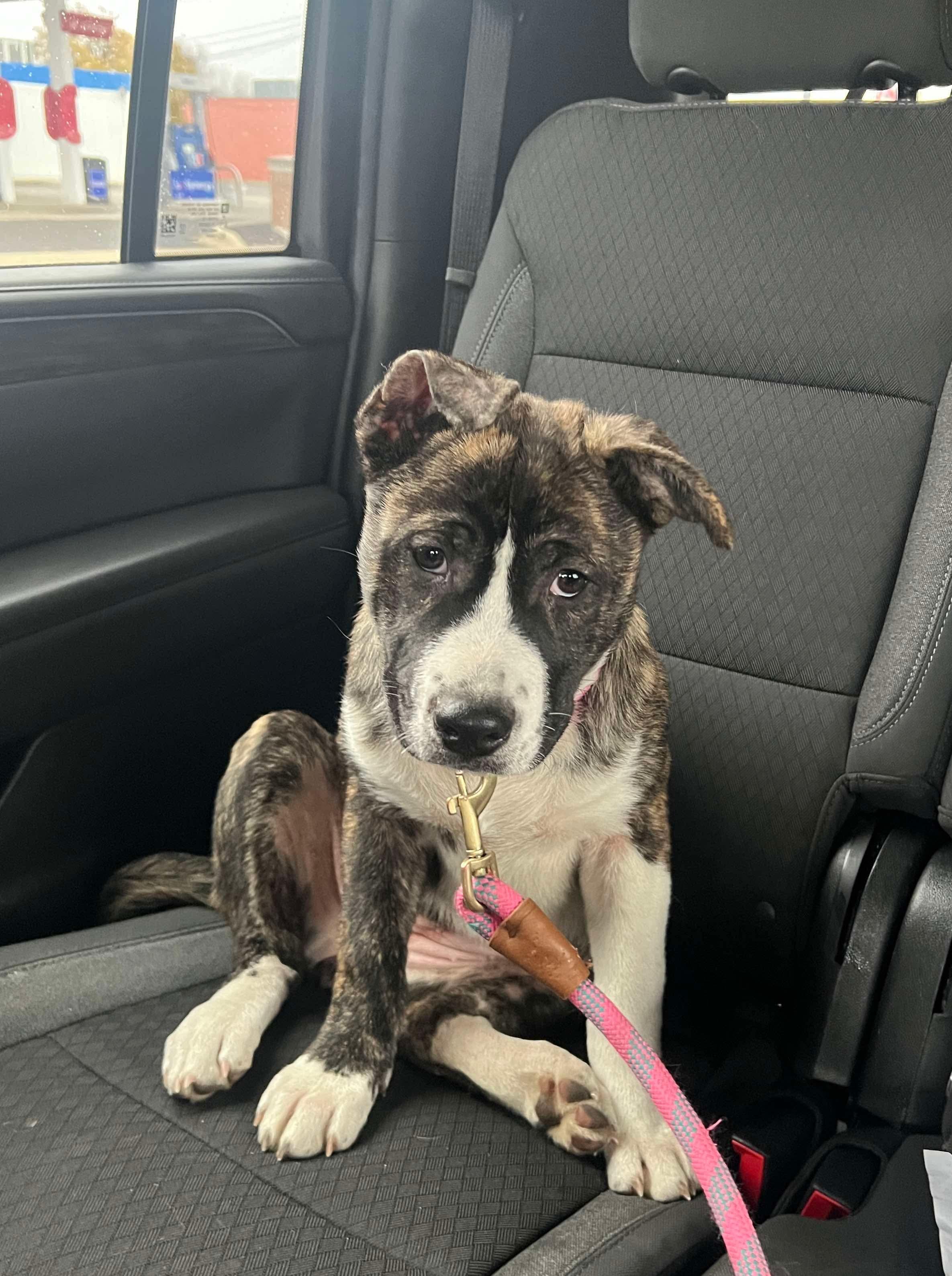 Casey, a Adoptable mixed breed in Westland, MI image 1/5