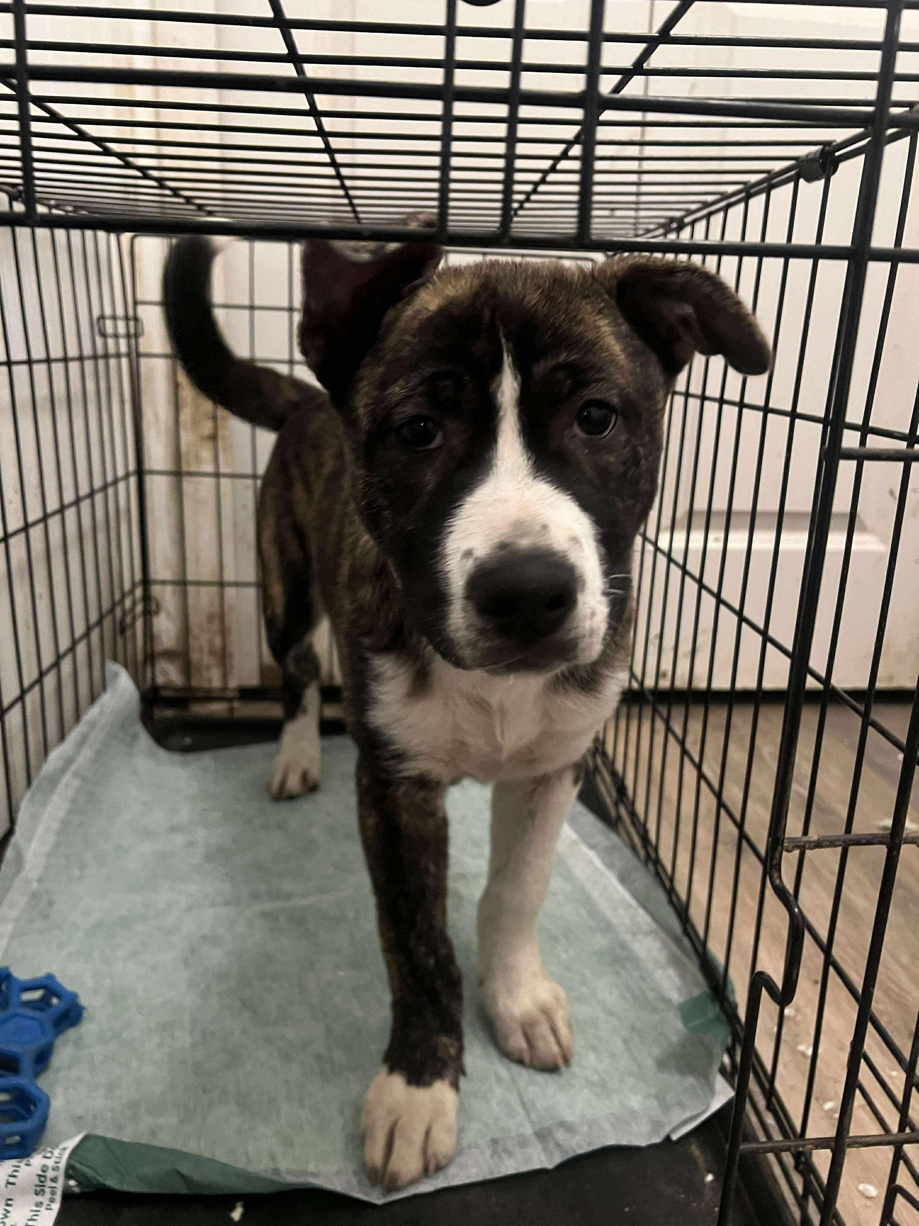 Casey, a Adoptable mixed breed in Westland, MI image 2/5