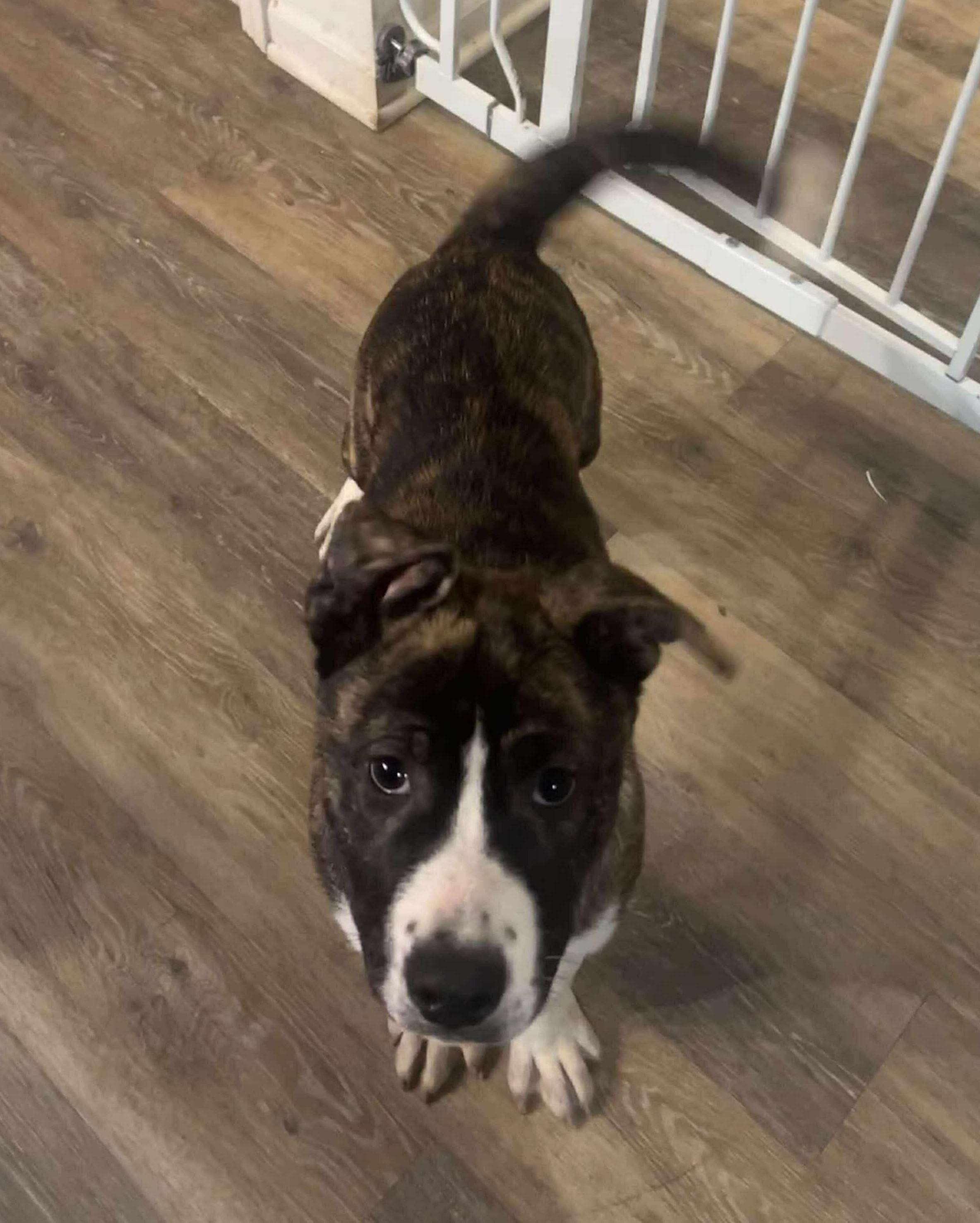 Casey, a Adoptable mixed breed in Westland, MI image 3/5