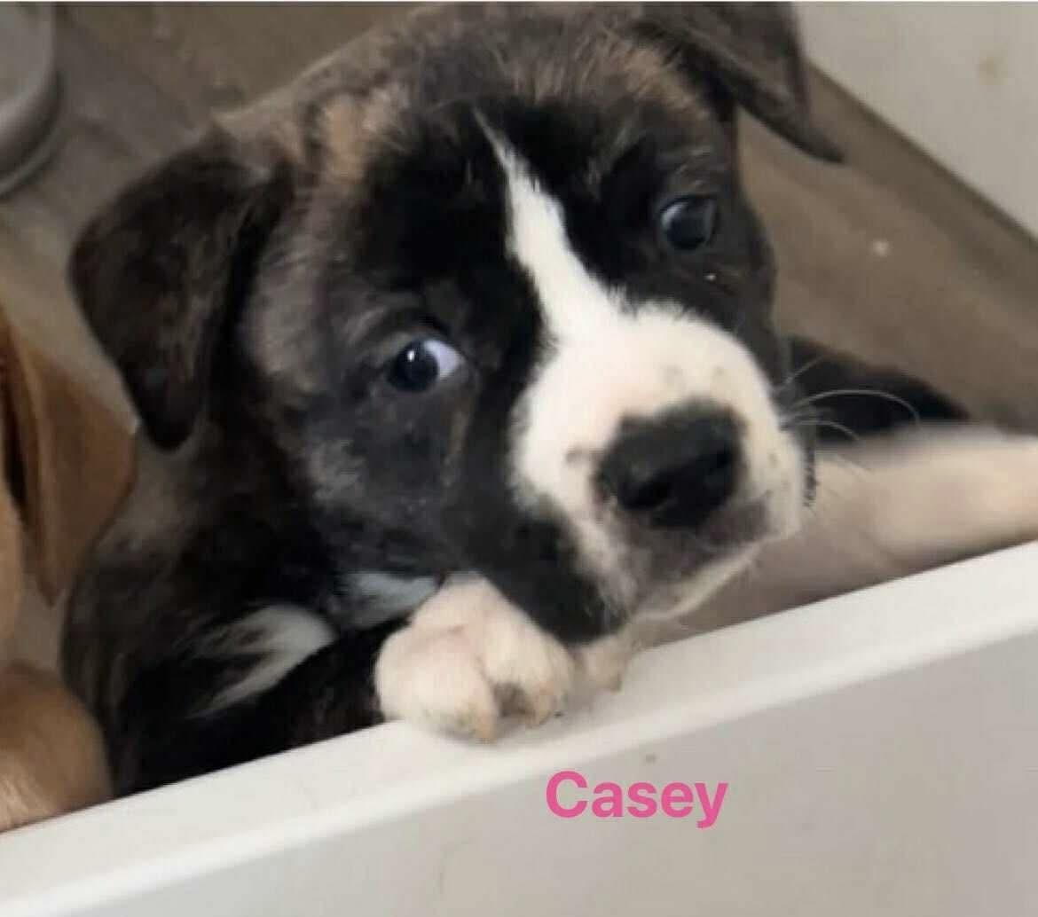 Casey, a Adoptable mixed breed in Westland, MI image 4/5