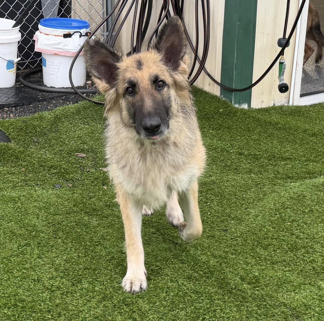 Nymaria, ADOPTABLE, Adult Female German Shepherd Dog.