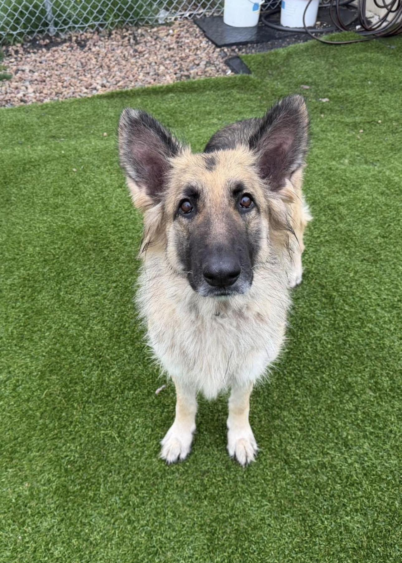 Enlarge Nymaria, a ADOPTABLE German Shepherd Dog in Kutztown, PA image 2/2