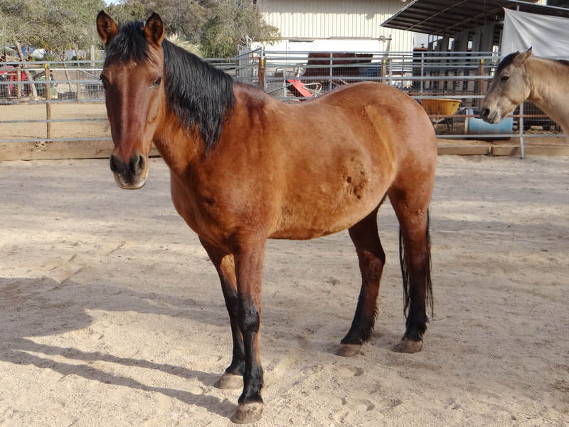 Enlarge Allie - Non-riding Companion, a Adoptable Mustang in Pilot Hill, CA image 1/2