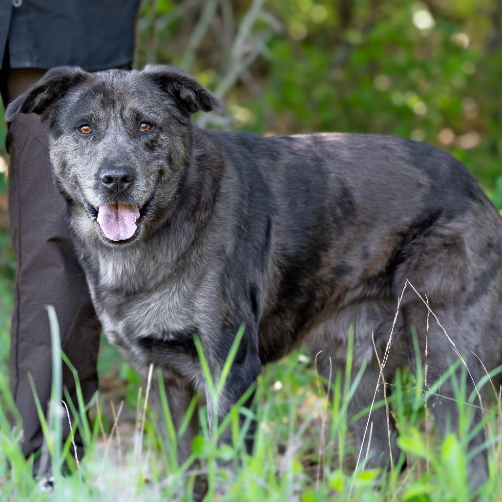 Enlarge Houston, a Adoptable mixed breed in Weatherford, TX image 1/6