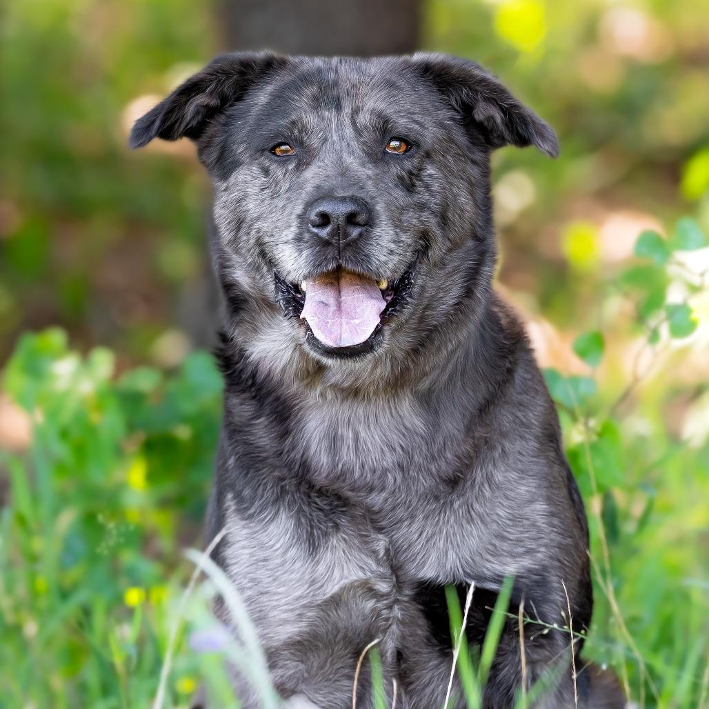 Enlarge Houston, a Adoptable mixed breed in Weatherford, TX image 2/6