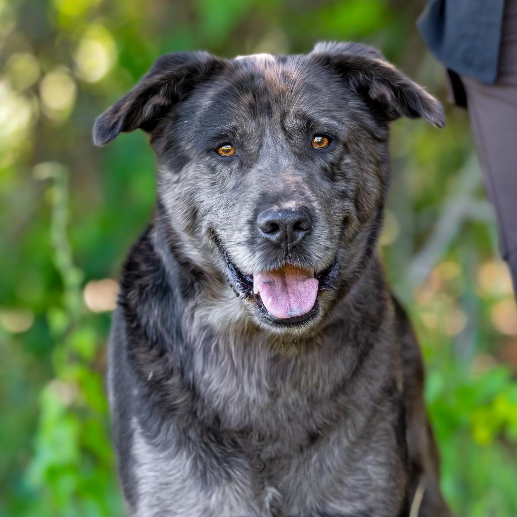 Enlarge Houston, a Adoptable mixed breed in Weatherford, TX image 5/6