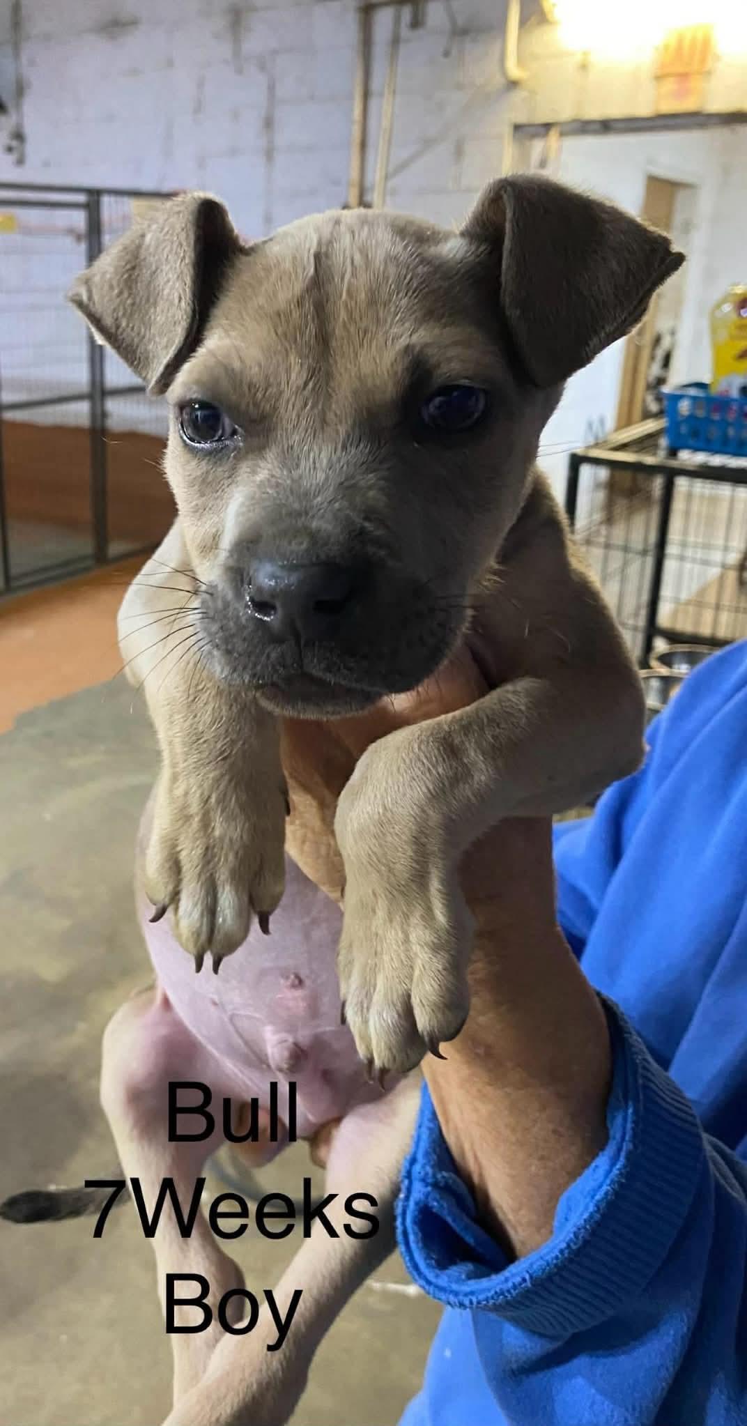 Enlarge Bull, a Adopted Black Mouth Cur in Brooksville, FL image 1/1