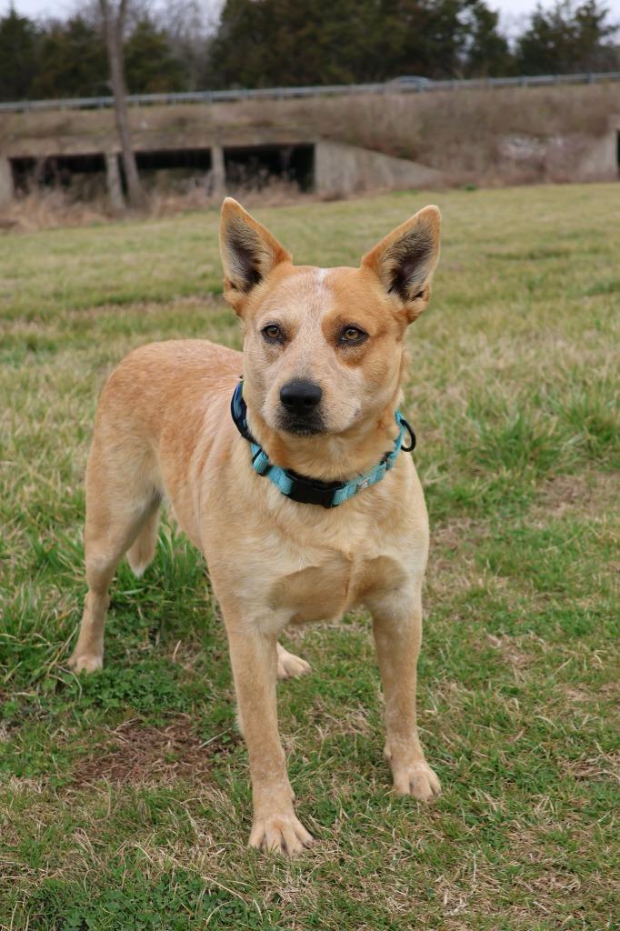 Bocephus (Bobo), Adoptable, Adult Male Mixed Breed.