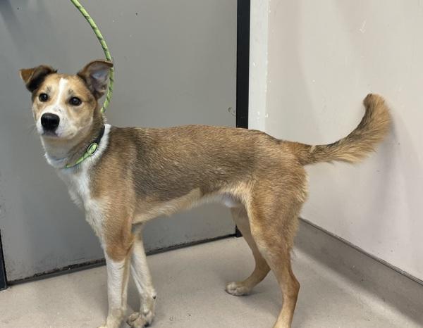 Billy, Adoptable, Adult Male Shepherd & Border Collie.