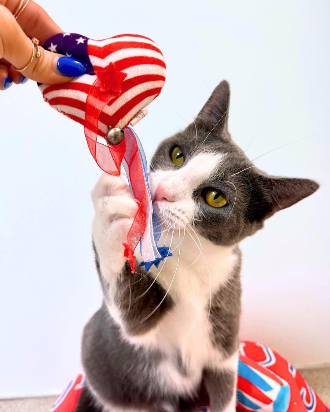 Ariel, a Adoptable Domestic Short Hair in Cincinnati, OH image 3/6