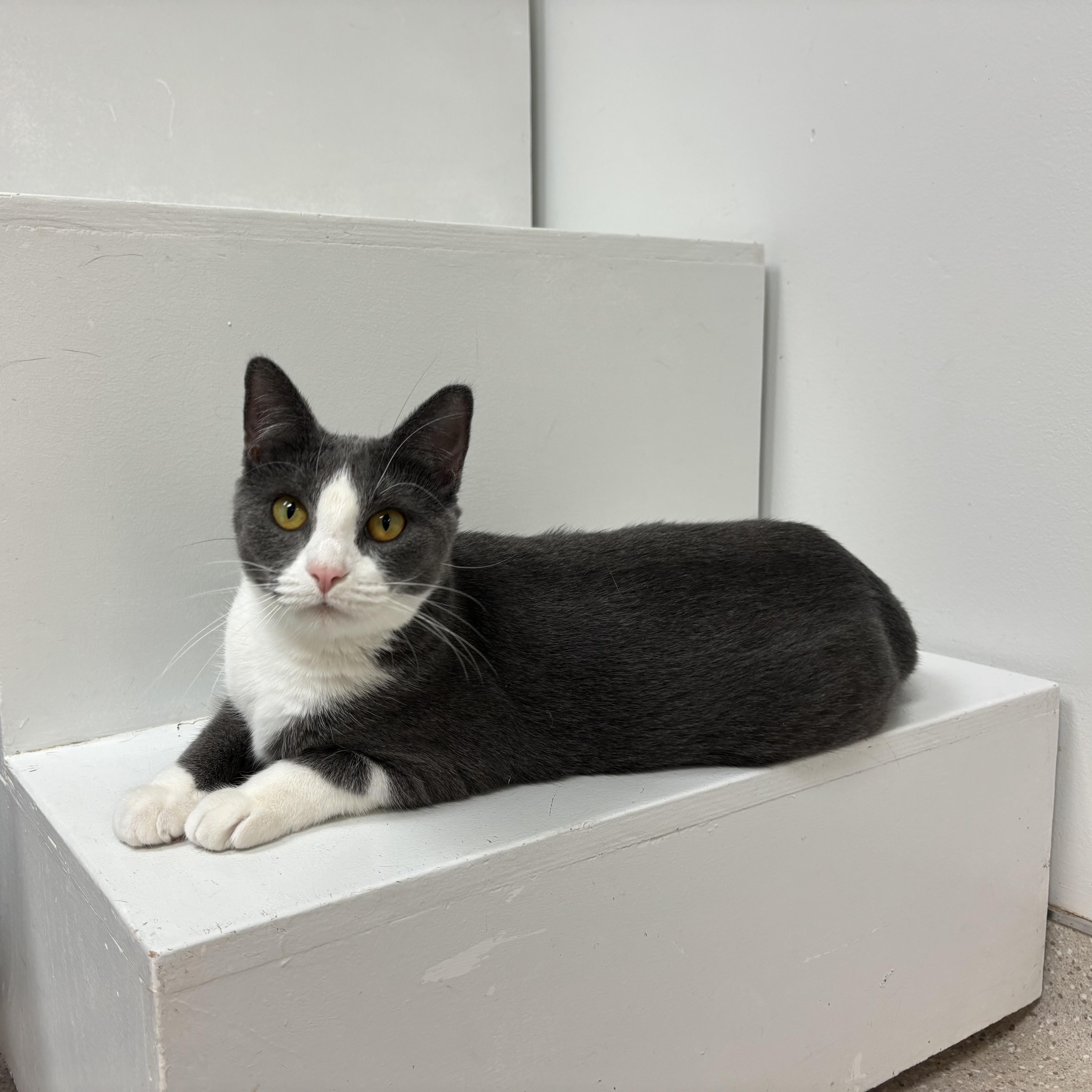 Ariel, a Adoptable Domestic Short Hair in Cincinnati, OH image 4/6