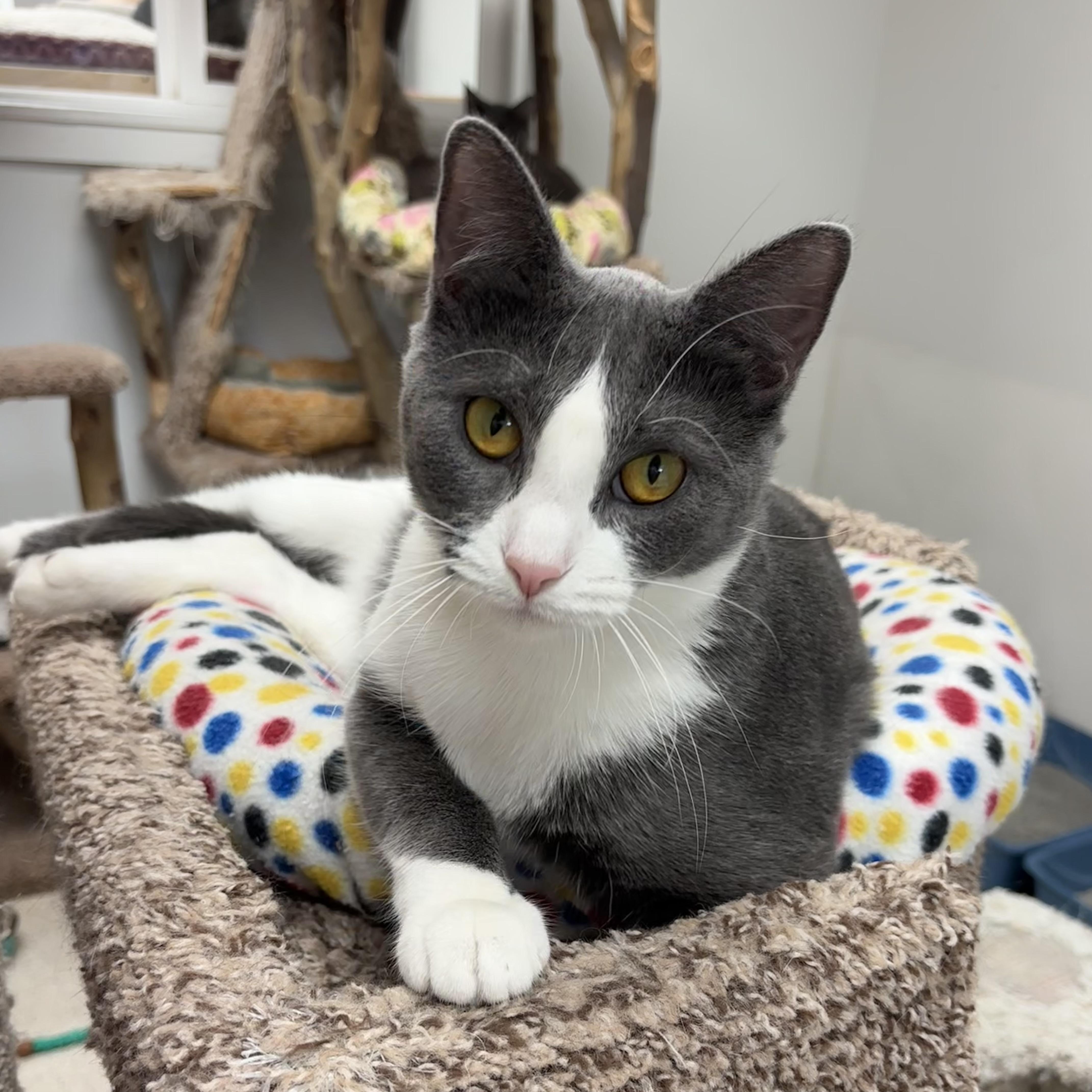 Ariel, a Adoptable Domestic Short Hair in Cincinnati, OH image 5/6