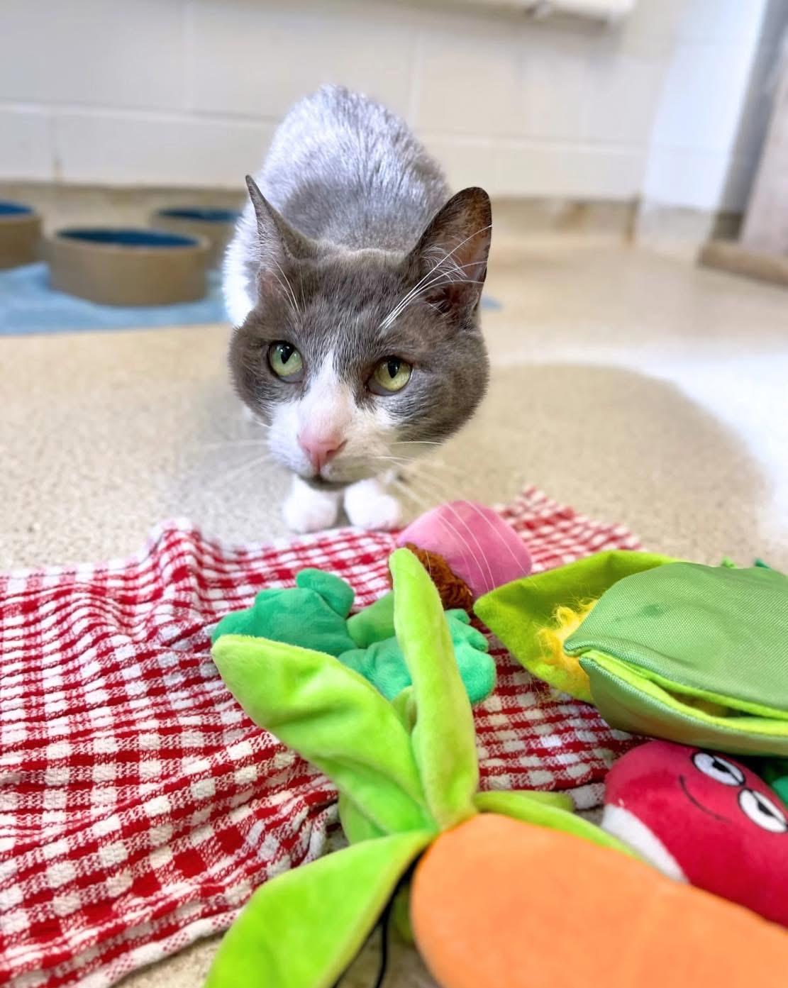 Ariel, a Adoptable Domestic Short Hair in Cincinnati, OH image 6/6