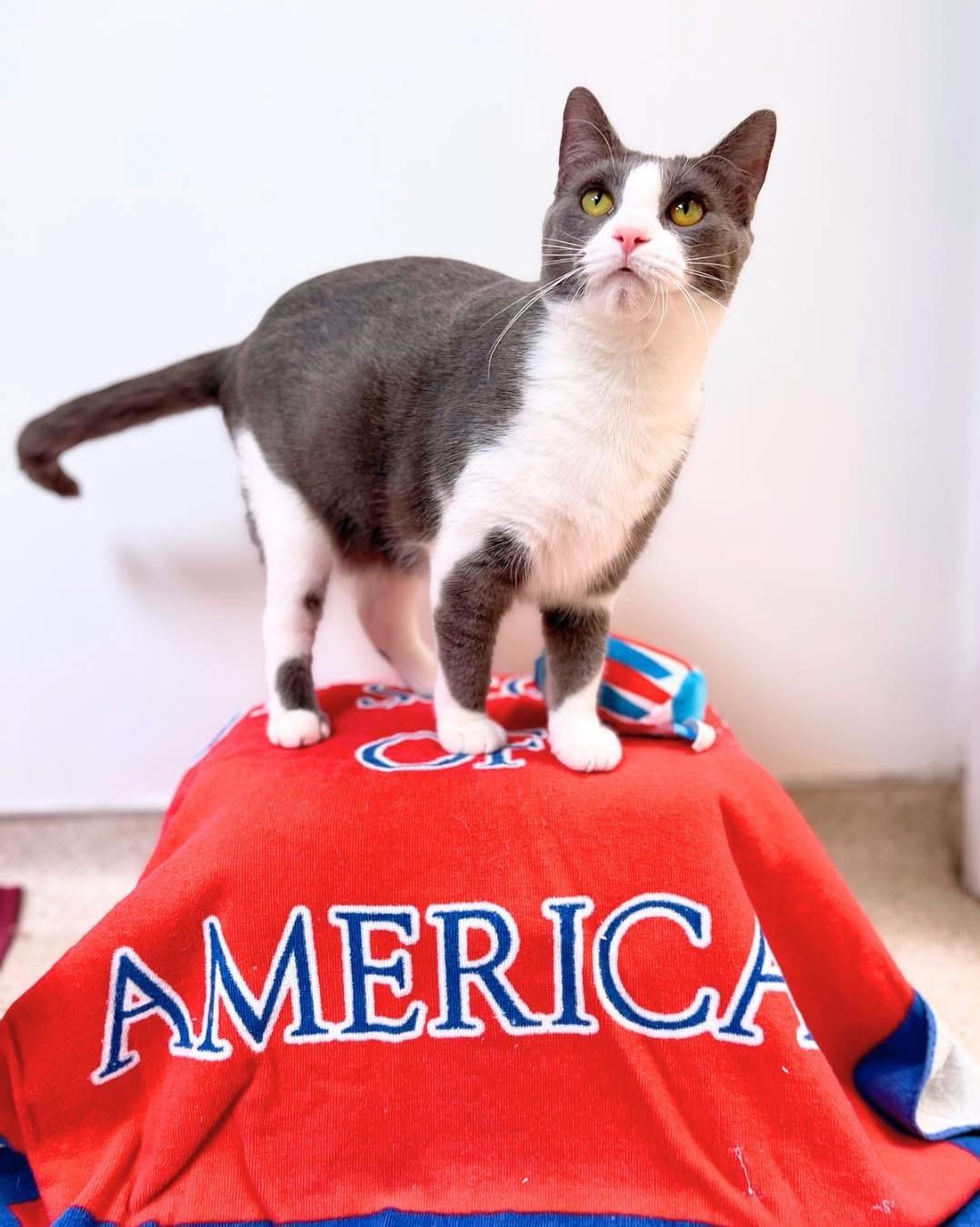 Ariel, a Adoptable Domestic Short Hair in Cincinnati, OH image 1/6