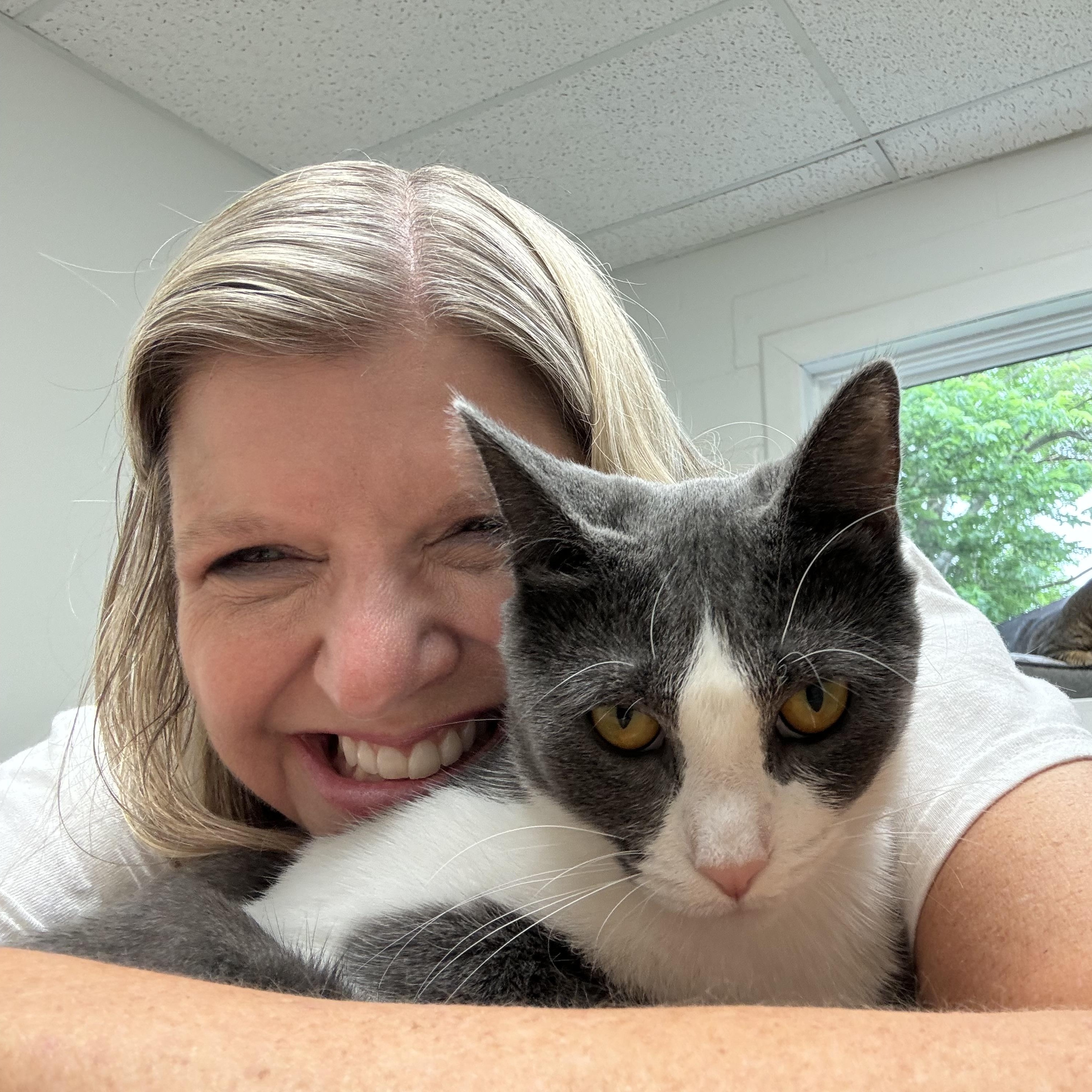 Ariel, a Adoptable Domestic Short Hair in Cincinnati, OH image 2/6