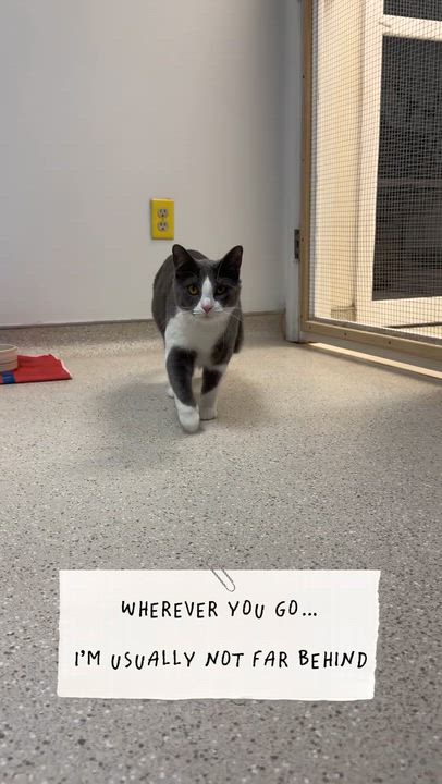 Enlarge Ariel, an adopted Domestic Short Hair in Cincinnati, OH video 3/6