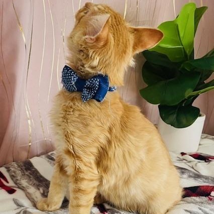 Enlarge Mac , an adopted Domestic Long Hair in Tarrytown, NY image 6/6